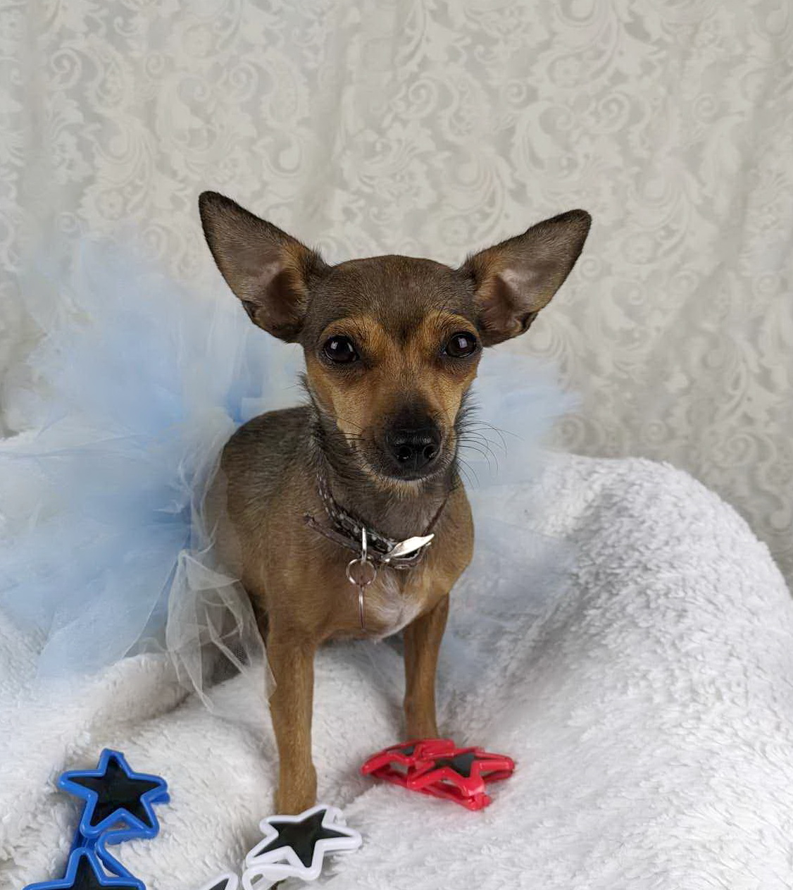 Enlarge Tessa, a Adopted Chihuahua in Round Rock, TX image 5/5