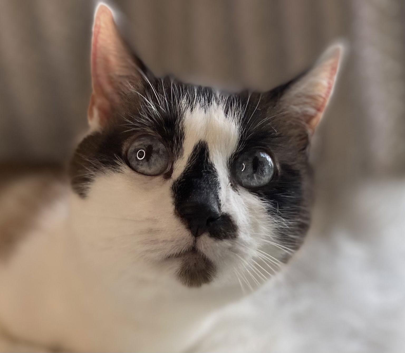 Moira - SEE ME @ PETCO!, Adoptable, Adult Female Snowshoe.