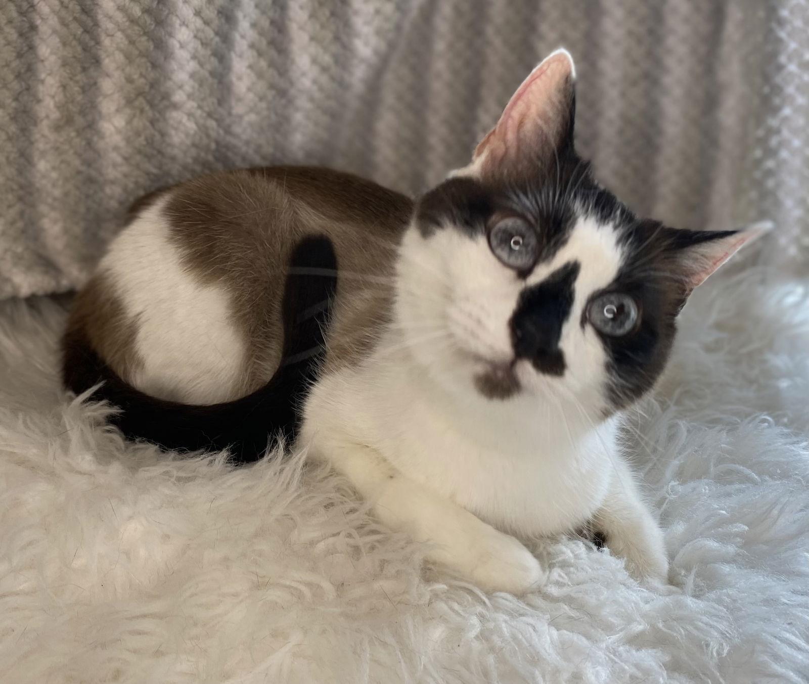 Enlarge Moira - SEE ME @ PETCO!, a Adoptable Snowshoe in Cookeville, TN image 2/3