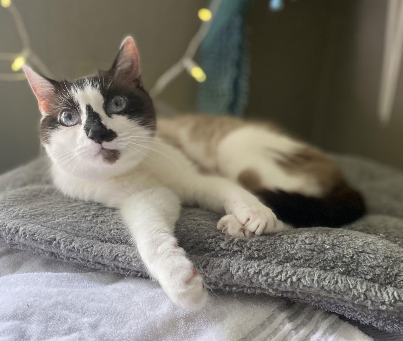 Enlarge Moira - SEE ME @ PETCO!, a Adoptable Snowshoe in Cookeville, TN image 3/3