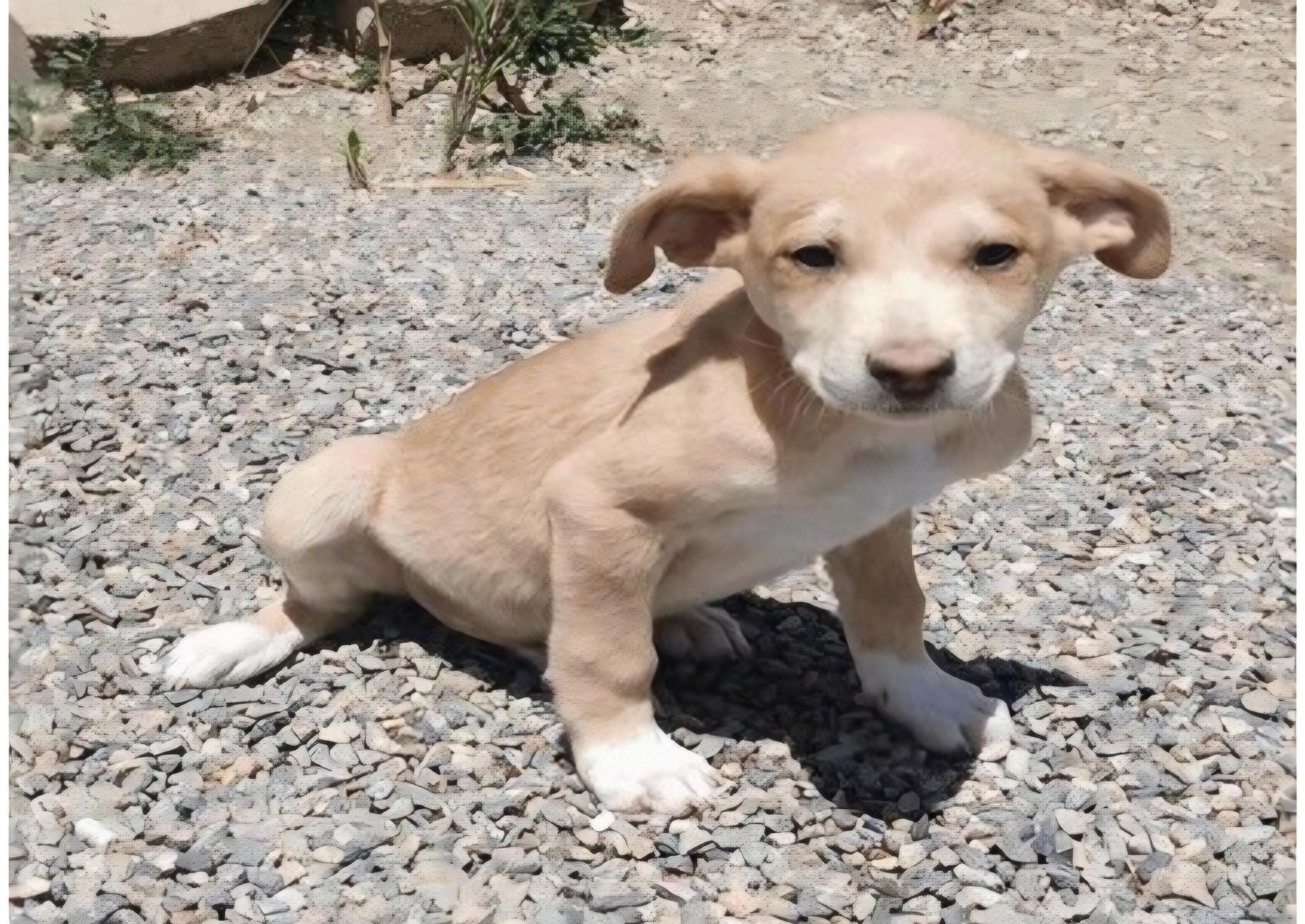 Altair, ADOPTABLE, Puppy Male Hound & German Shorthaired Pointer.