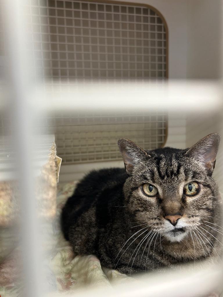 Enlarge Spike, a Adoptable mixed breed in Mountain Home, AR image 1/1
