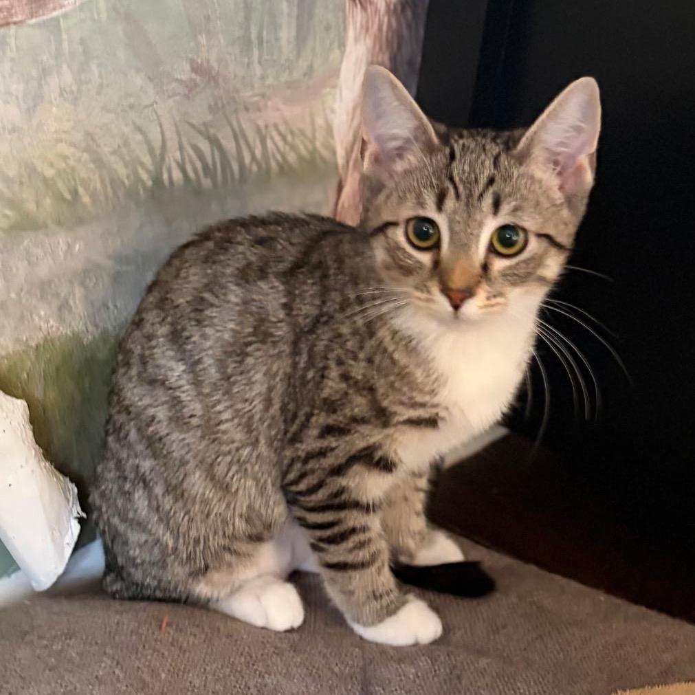 Ginger, Adoptable, Kitten Female Domestic Short Hair.