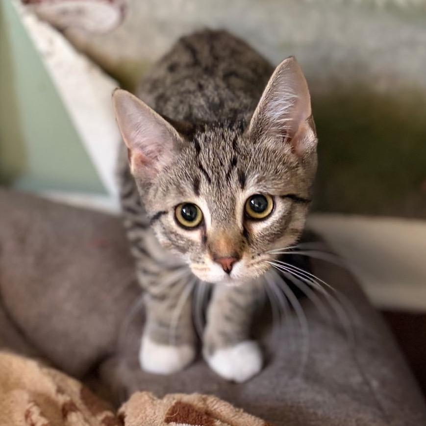 Enlarge Ginger, a Adoptable Domestic Short Hair in Mount Laurel, NJ image 3/3