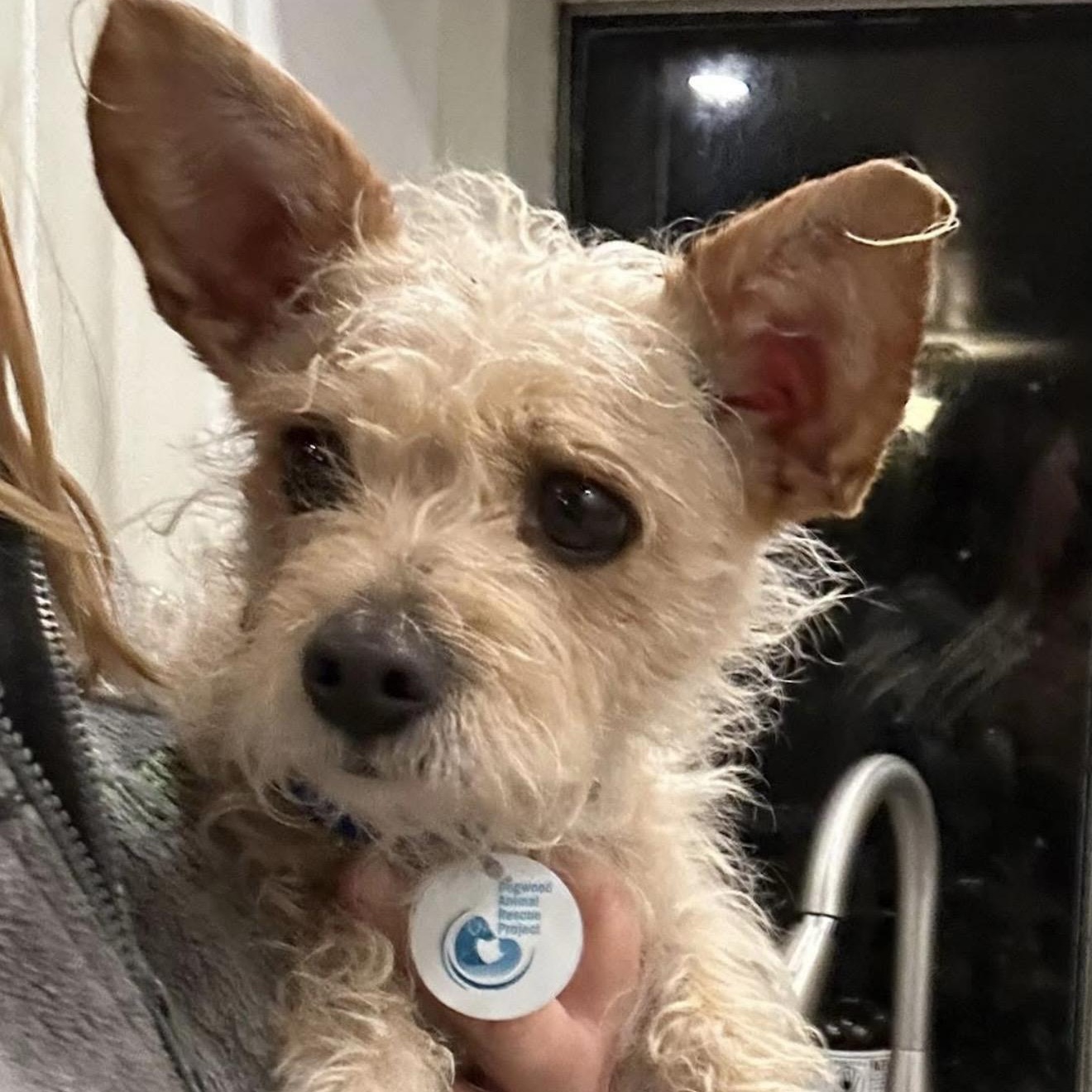 Marcy, ADOPTABLE, Adult Female Yorkshire Terrier.