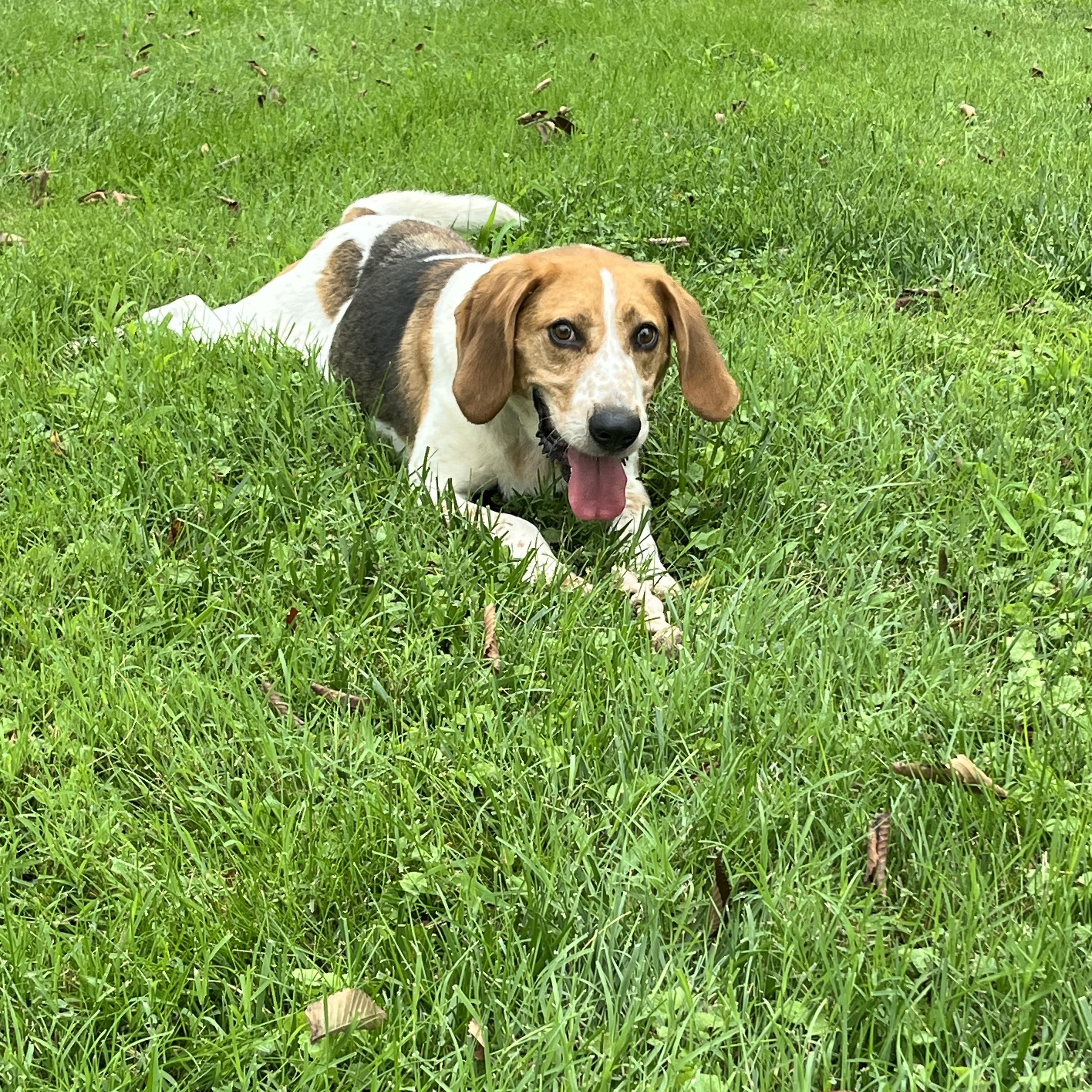 Enlarge Clyde, an adopted mixed breed in Fairfax, VA image 3/4