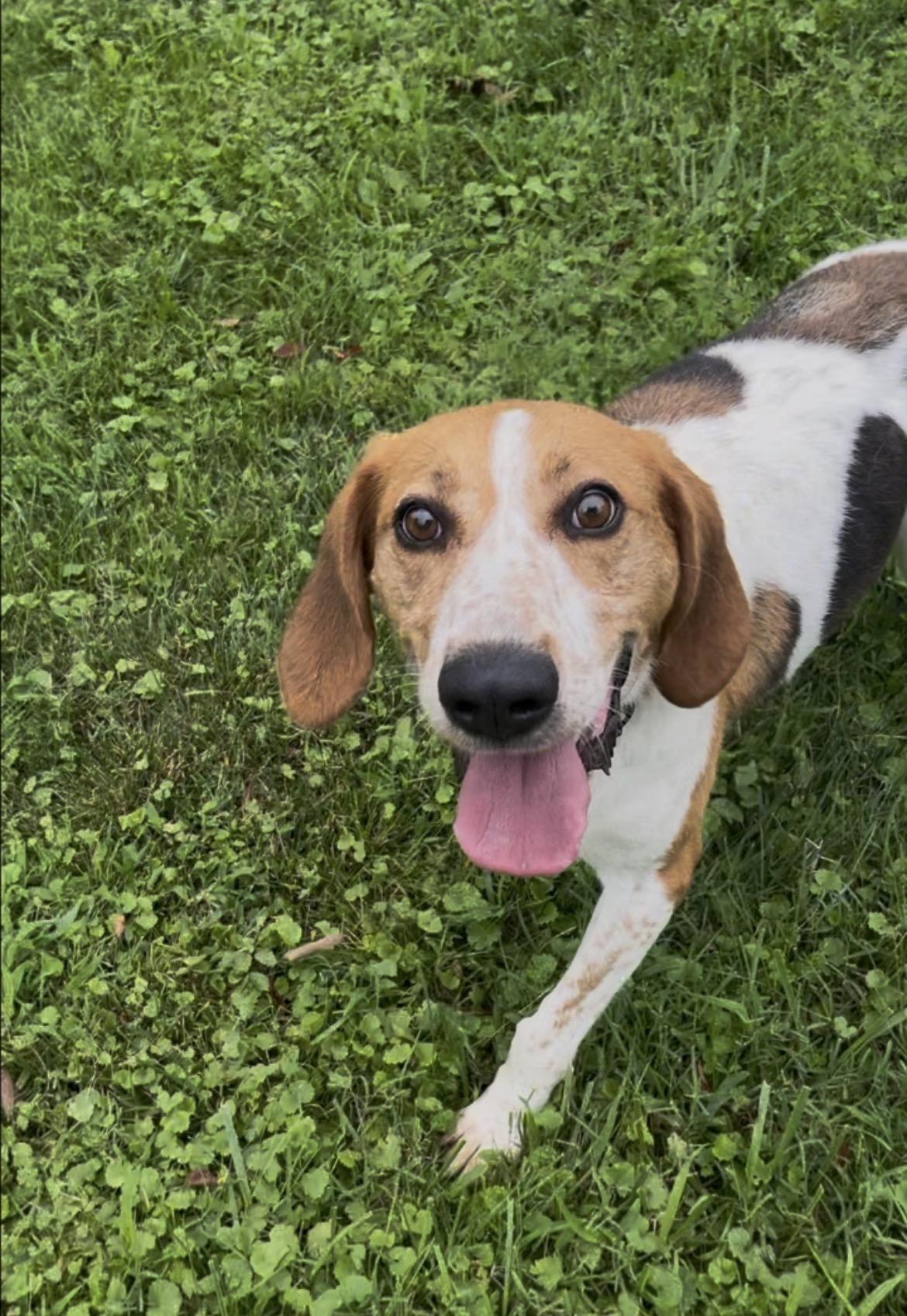 Enlarge Clyde, an adopted mixed breed in Fairfax, VA image 4/4