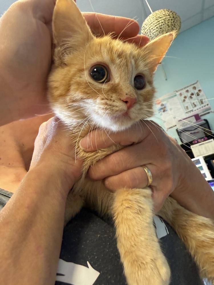 Cupid, a Adoptable Domestic Short Hair in Albuquerque, NM image 2/2