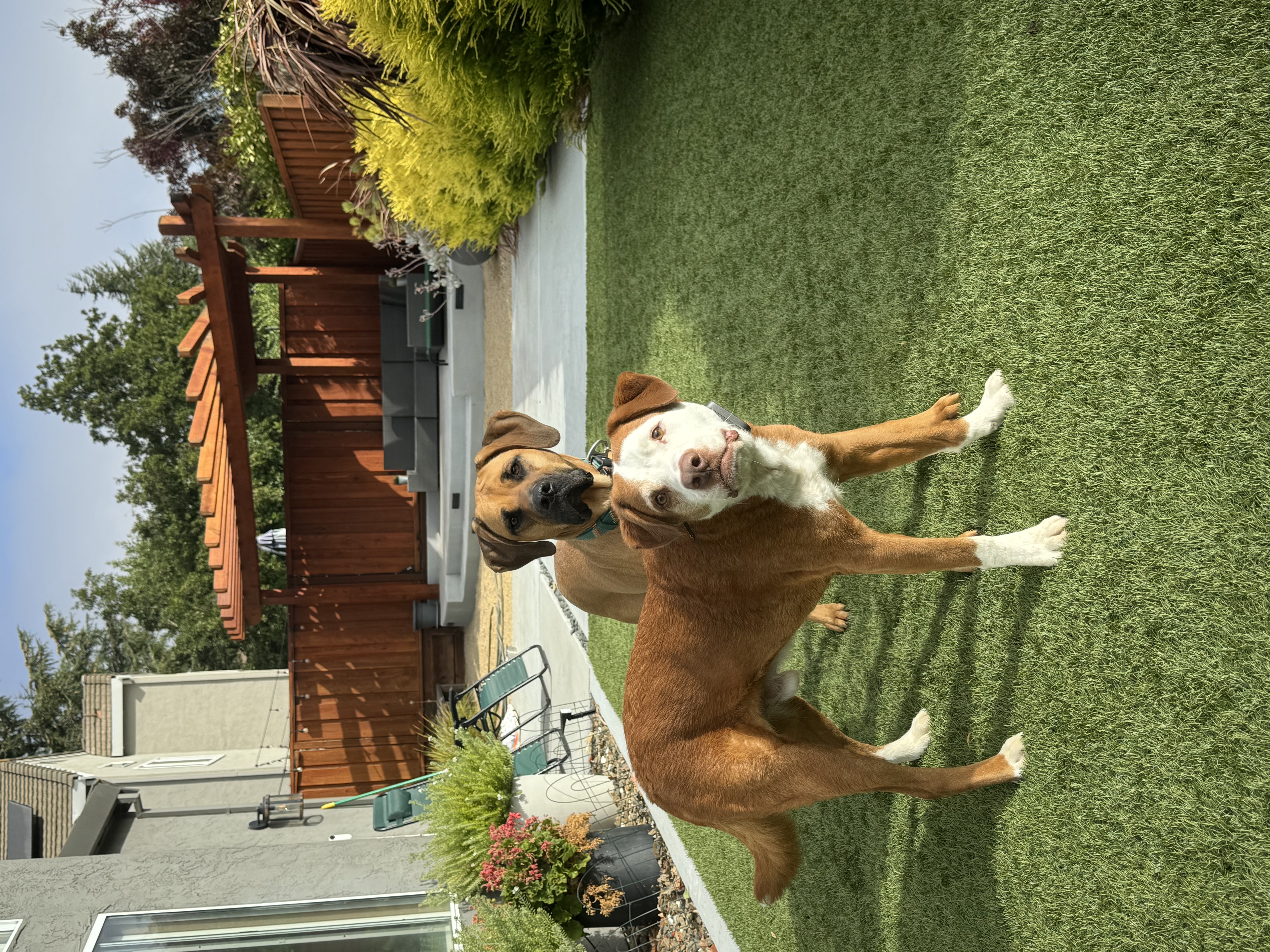 Enlarge Mumford, a Adoptable mixed breed in Pleasant Hill, CA image 5/5