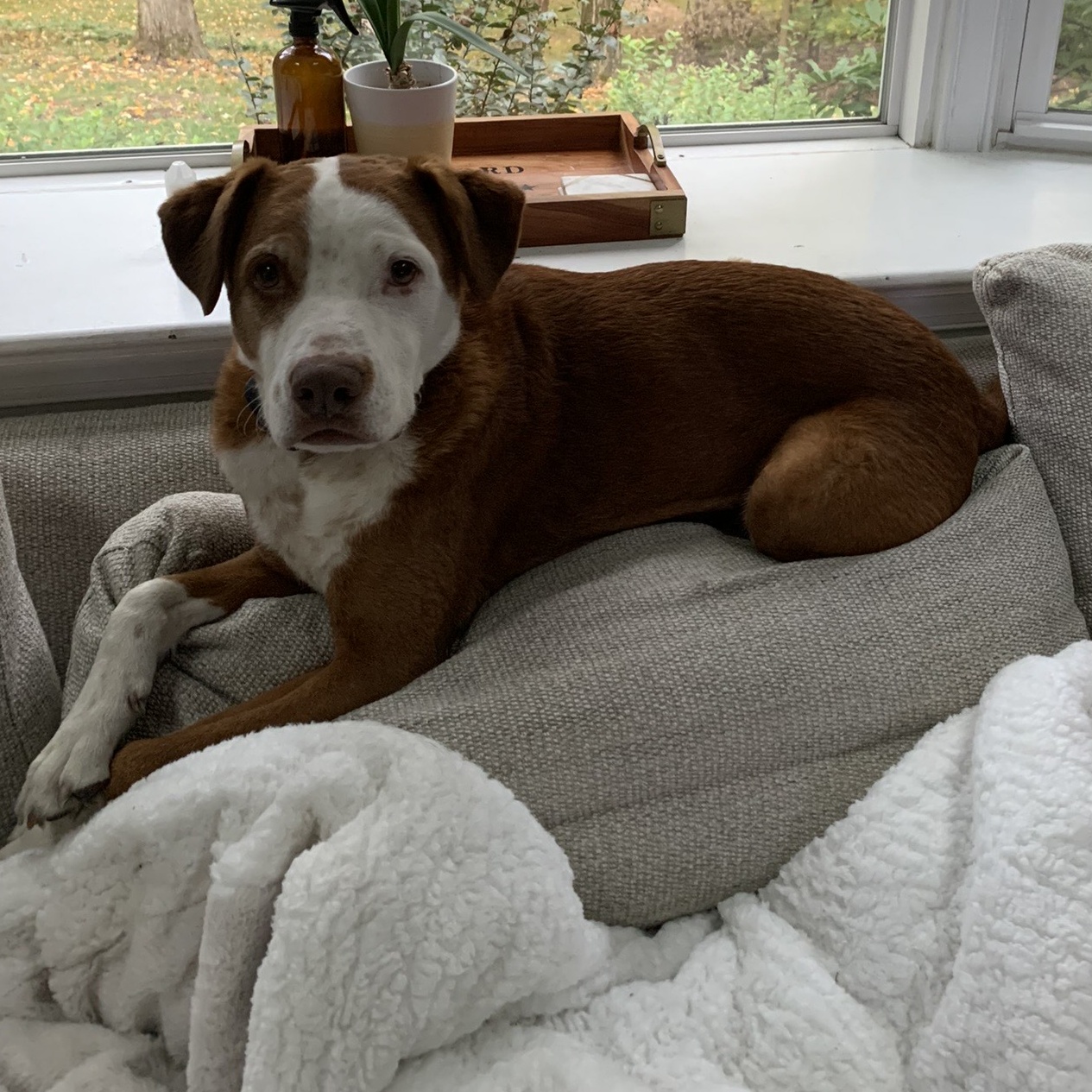 Enlarge Mumford, a Adoptable mixed breed in Pleasant Hill, CA image 2/5