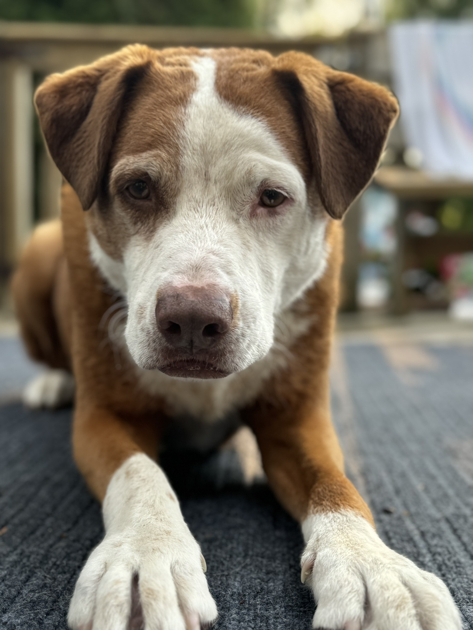 Enlarge Mumford, a Adoptable mixed breed in Pleasant Hill, CA image 1/5