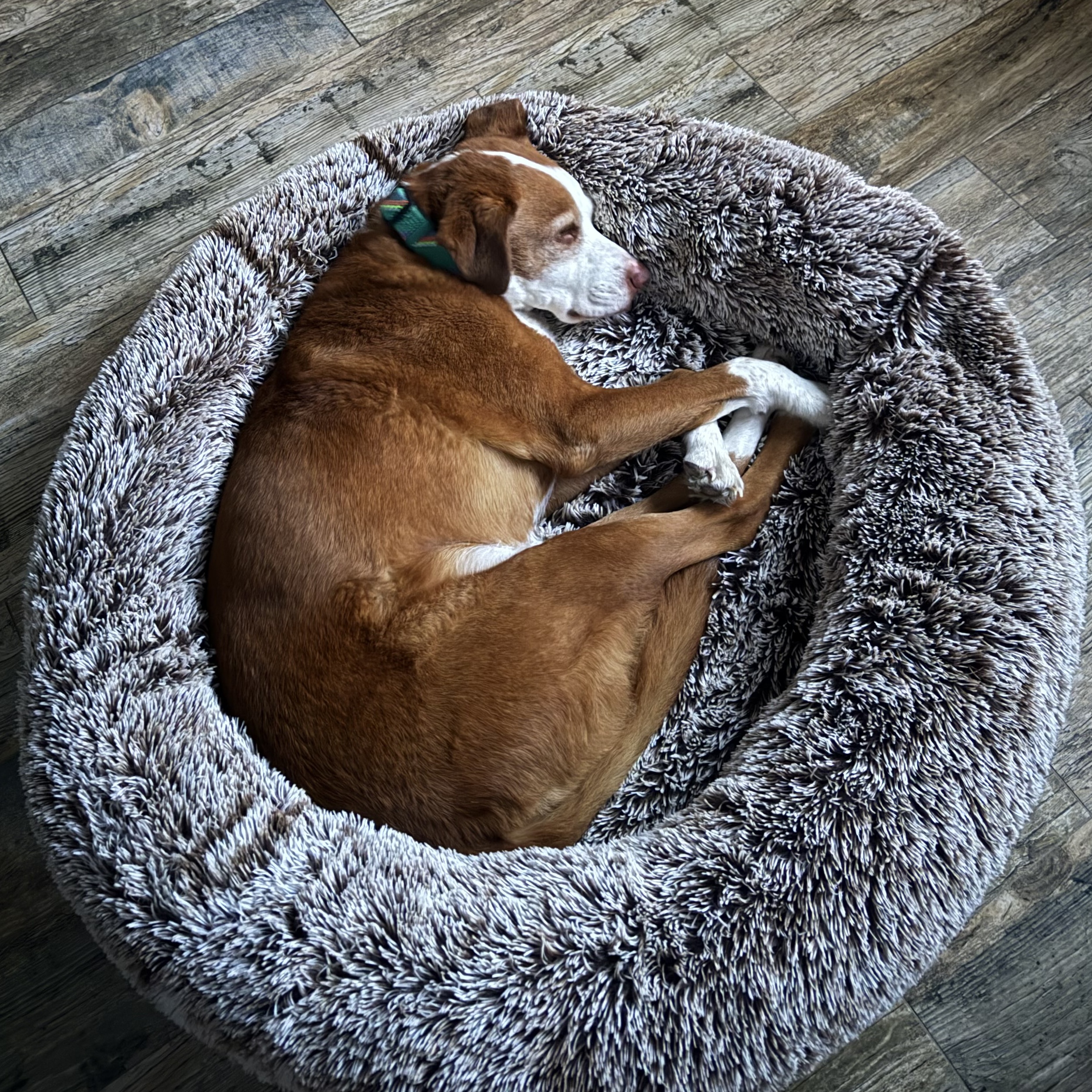 Enlarge Mumford, a Adoptable mixed breed in Pleasant Hill, CA image 3/5