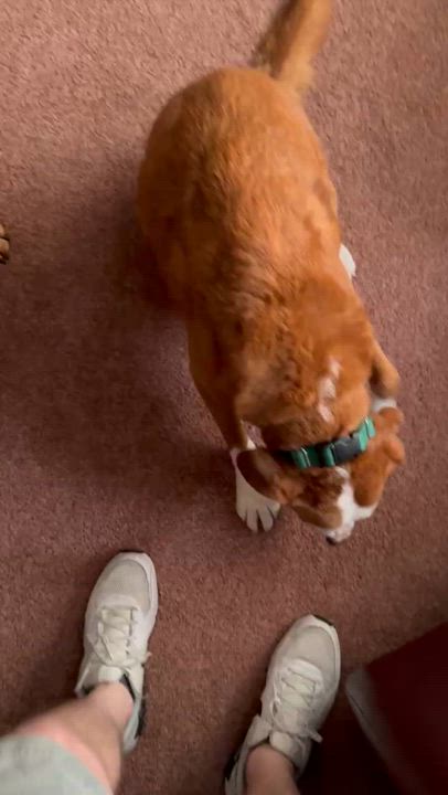 Enlarge Mumford, a Adoptable mixed breed in Pleasant Hill, CA video 4/5