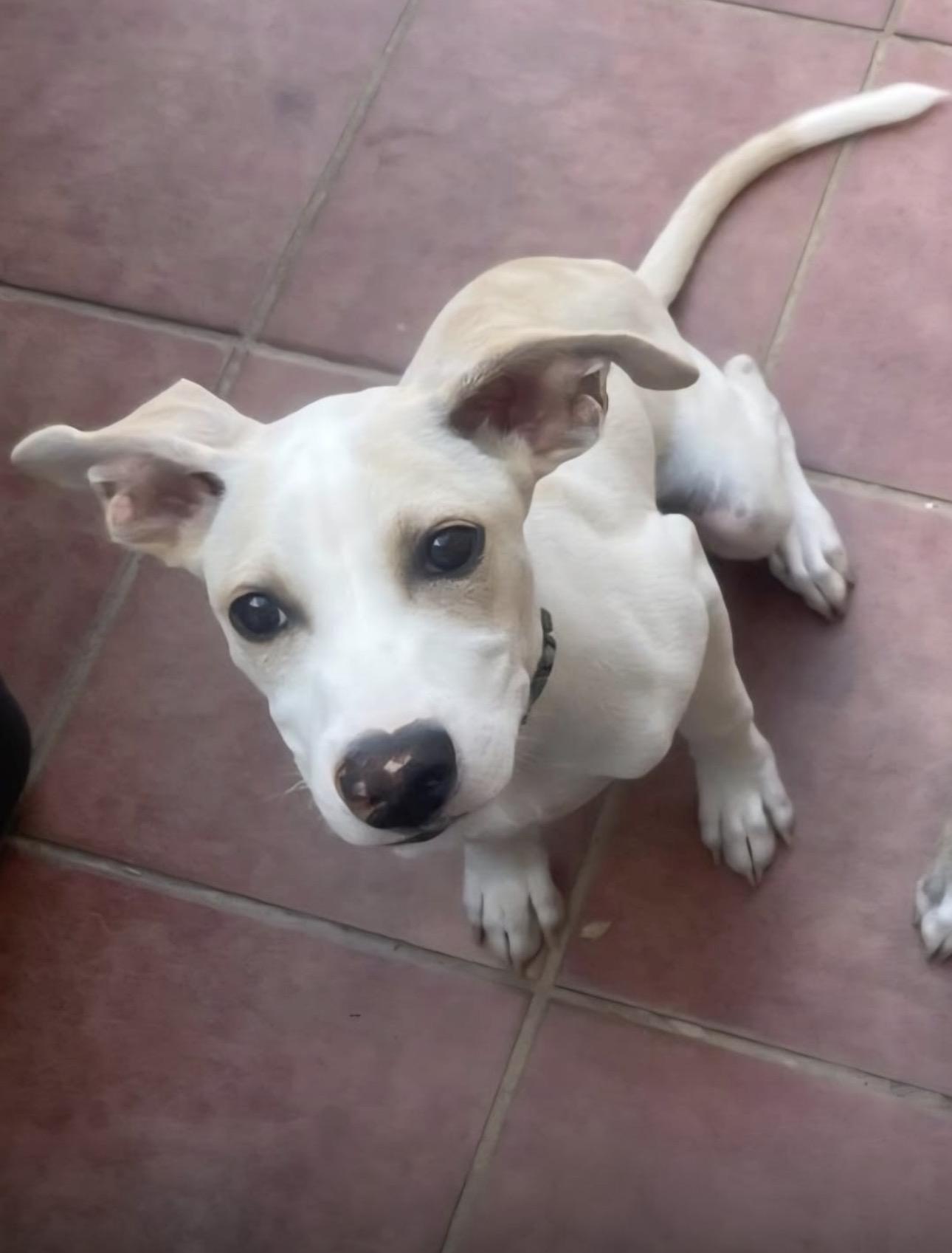 MASH, Adoptable, Puppy Male Shepherd & Mixed Breed.