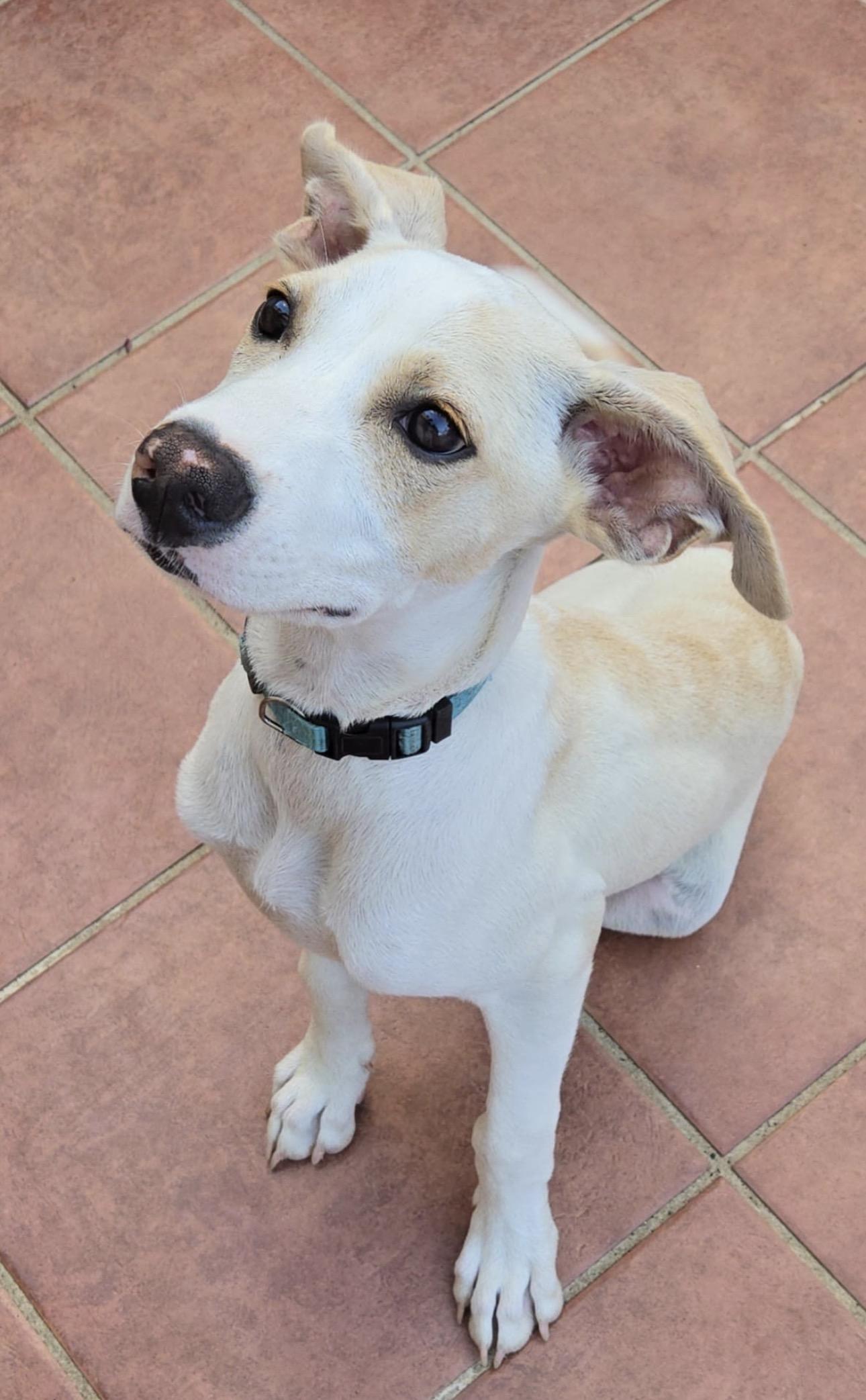 MASH, a Adoptable mixed breed in Annapolis, NY image 3/6