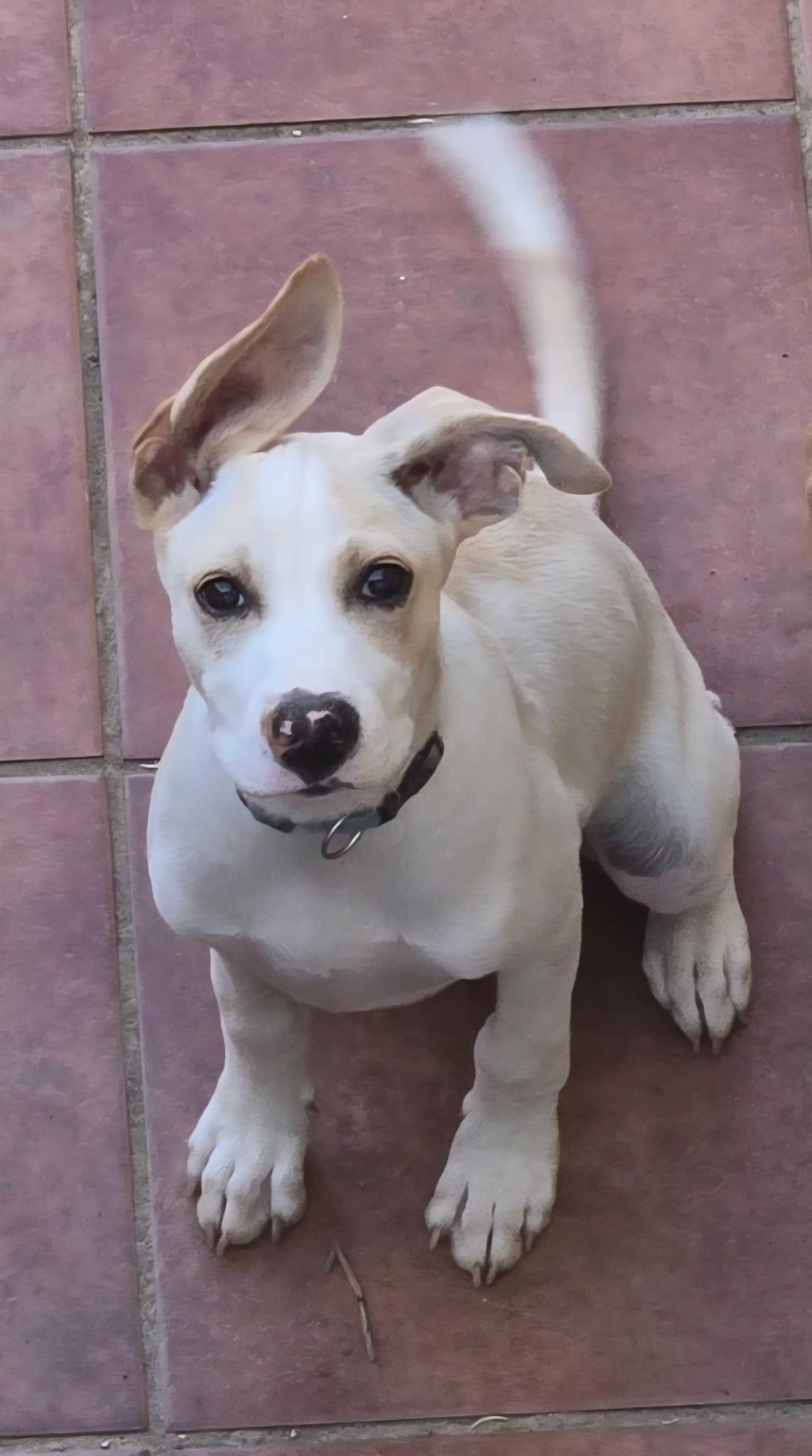 MASH, a Adoptable mixed breed in Annapolis, NY image 6/6
