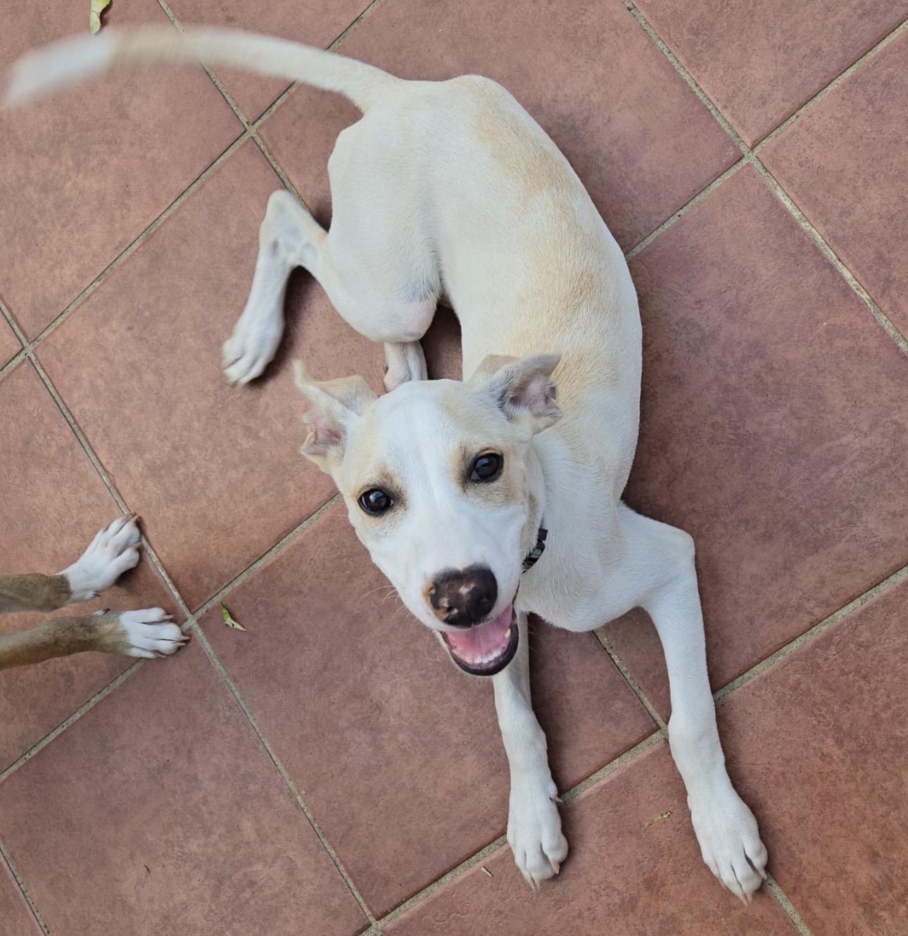 MASH, a Adoptable mixed breed in Annapolis, NY image 5/6