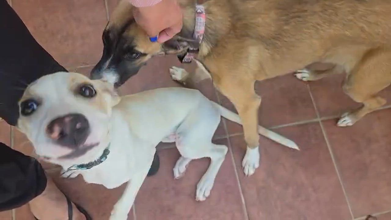 Enlarge MASH, a Adoptable mixed breed in Annapolis, NY video 2/6