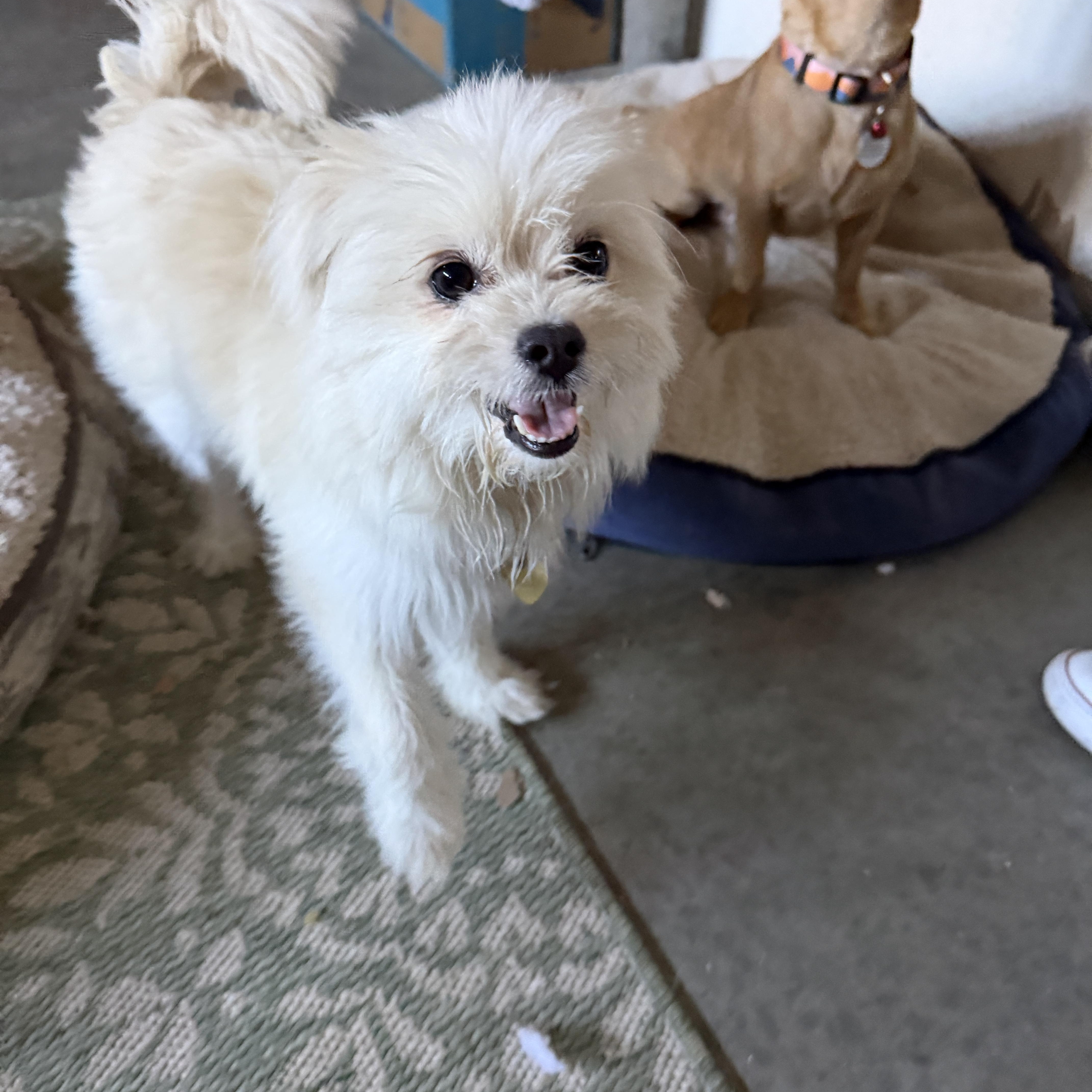 Enlarge Chase, a Adopted mixed breed in clayton , CA image 1/6