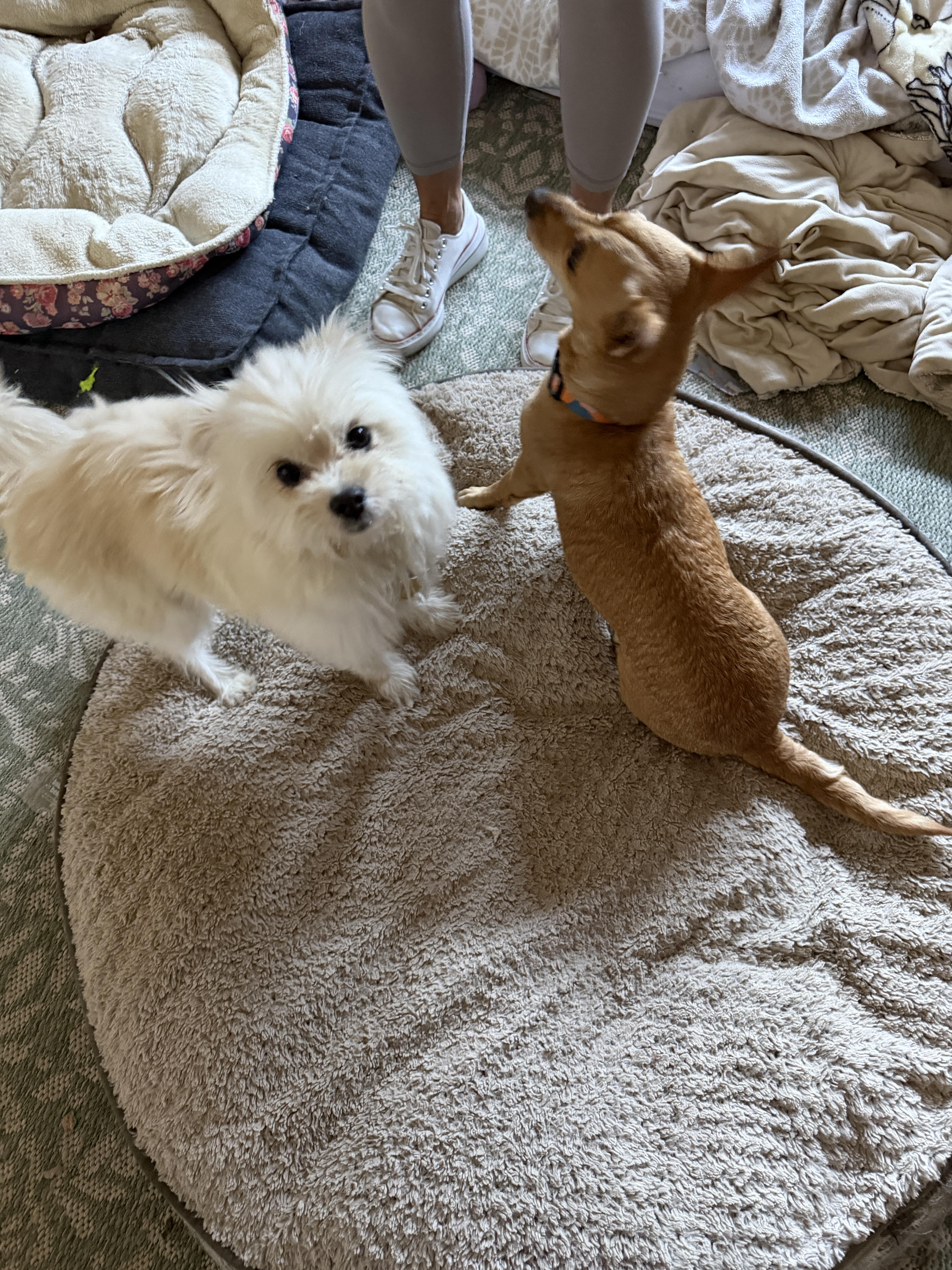 Enlarge Chase, a Adopted mixed breed in clayton , CA image 6/6
