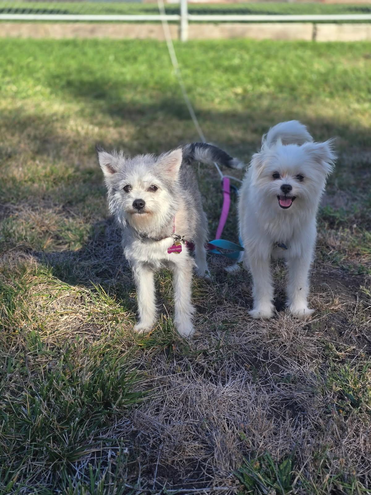 Enlarge Chase, a Adopted mixed breed in clayton , CA image 3/6