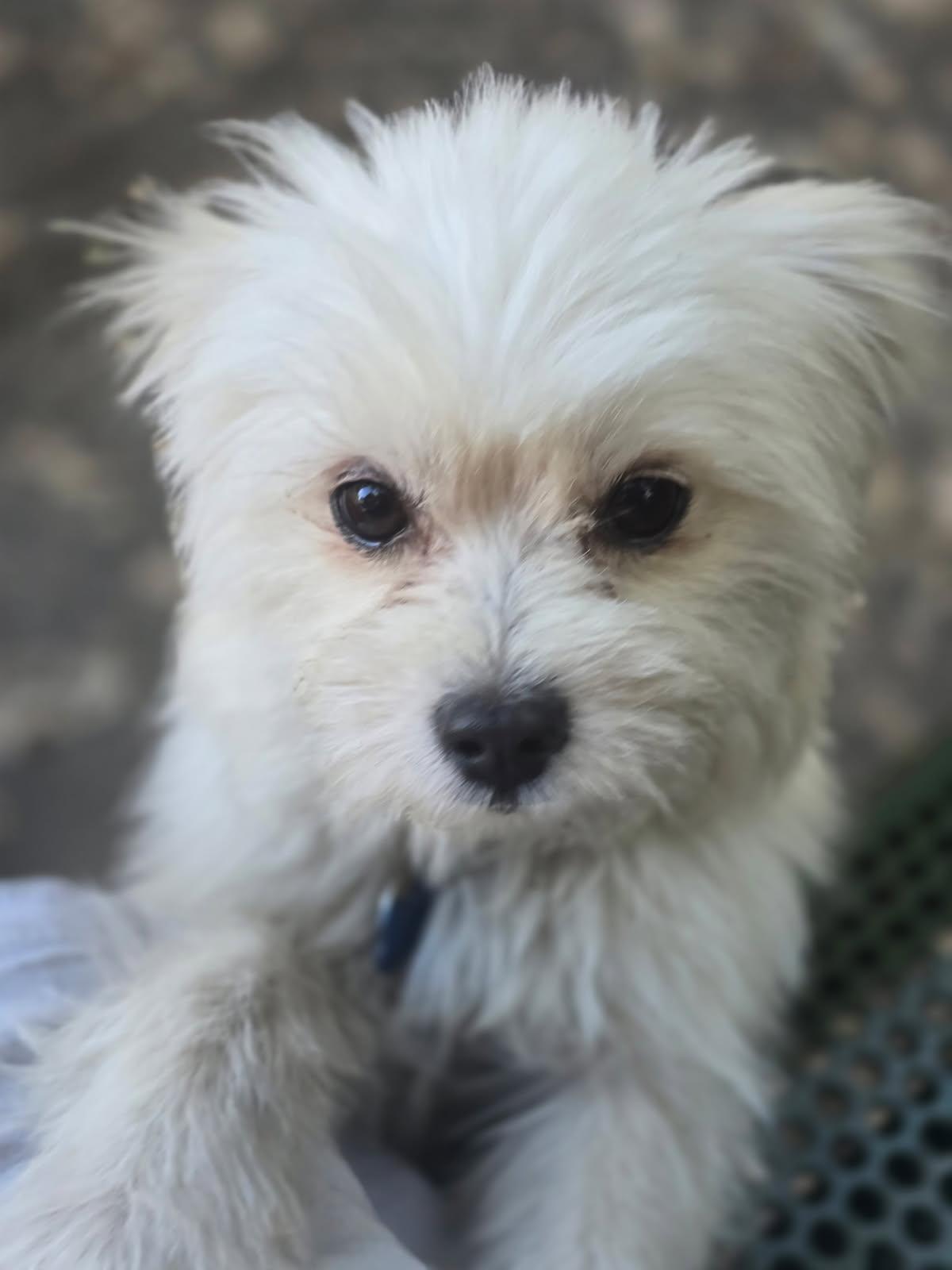 Enlarge Chase, a Adopted mixed breed in clayton , CA image 2/6