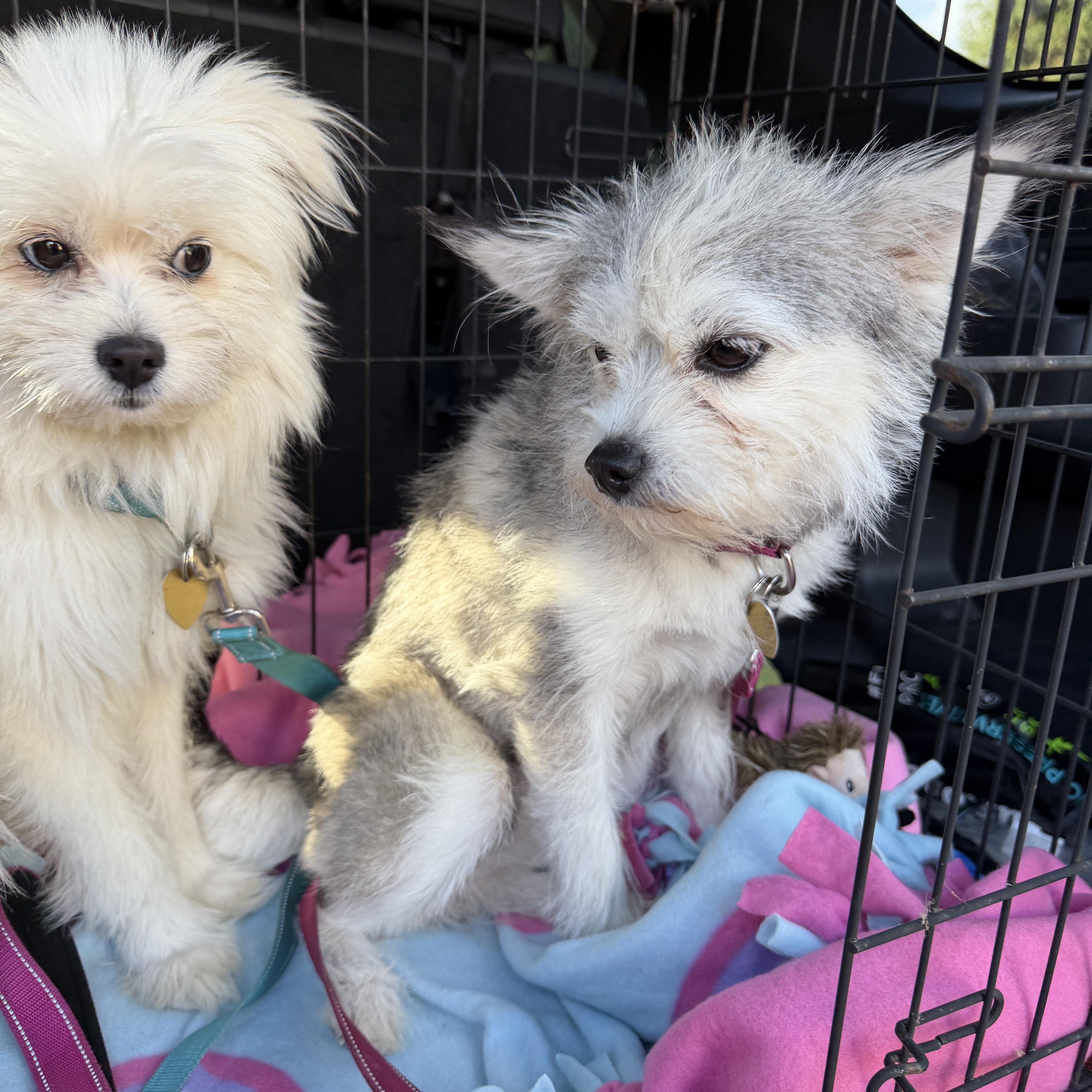 Enlarge Chase, a Adopted mixed breed in clayton , CA image 5/6