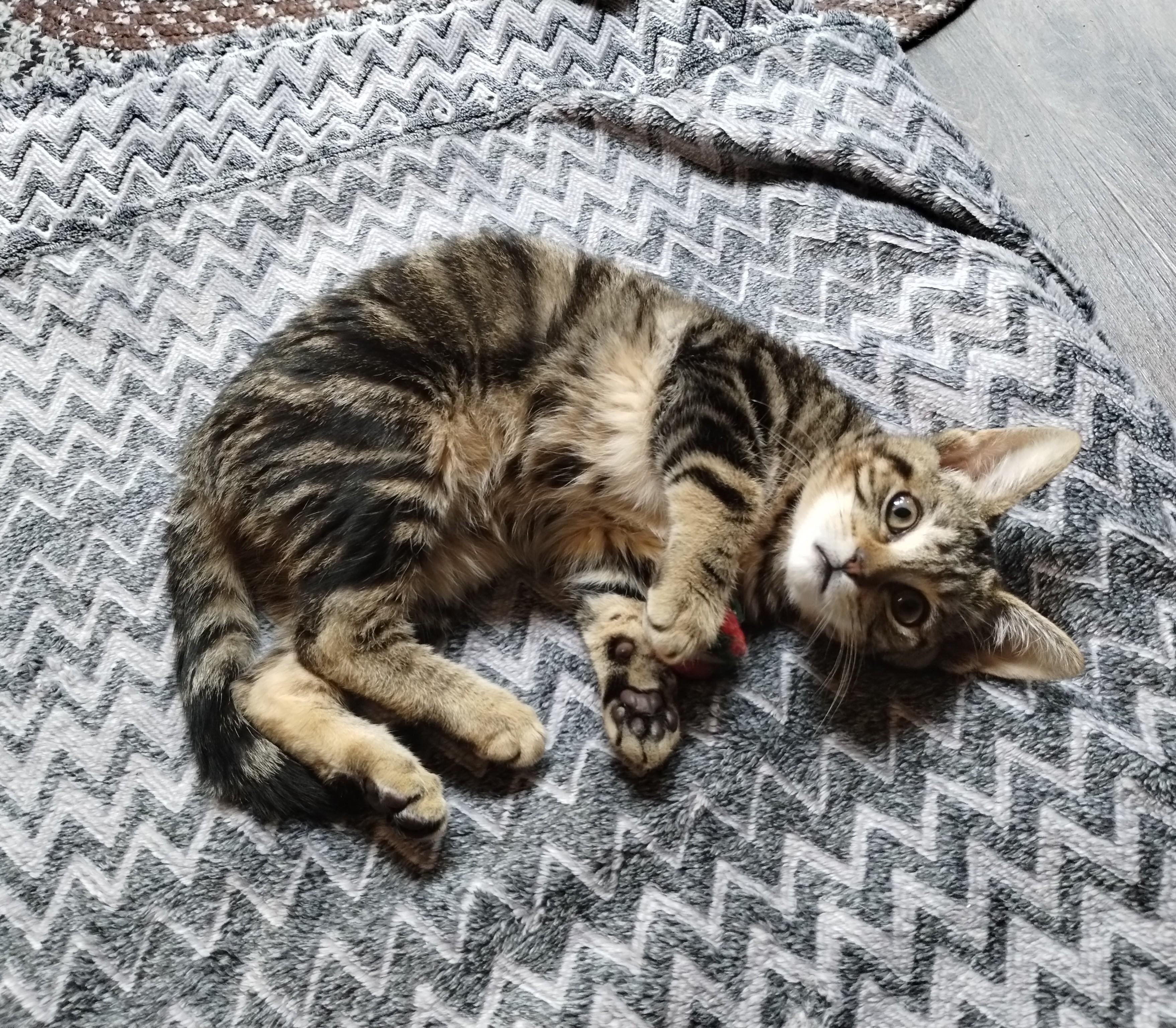 Rosaline, an adoptable Domestic Short Hair in BURNABY, BC, V3J 1N3 | Photo Image 1