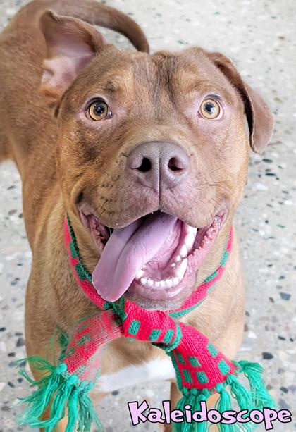 Enlarge Kaleidoscope, a Adoptable mixed breed in Mason, MI image 1/3