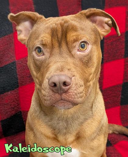 Kaleidoscope, Adoptable, Adult Male American Staffordshire Terrier & Mixed Breed.