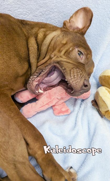 Enlarge Kaleidoscope, a Adoptable mixed breed in Mason, MI image 3/3