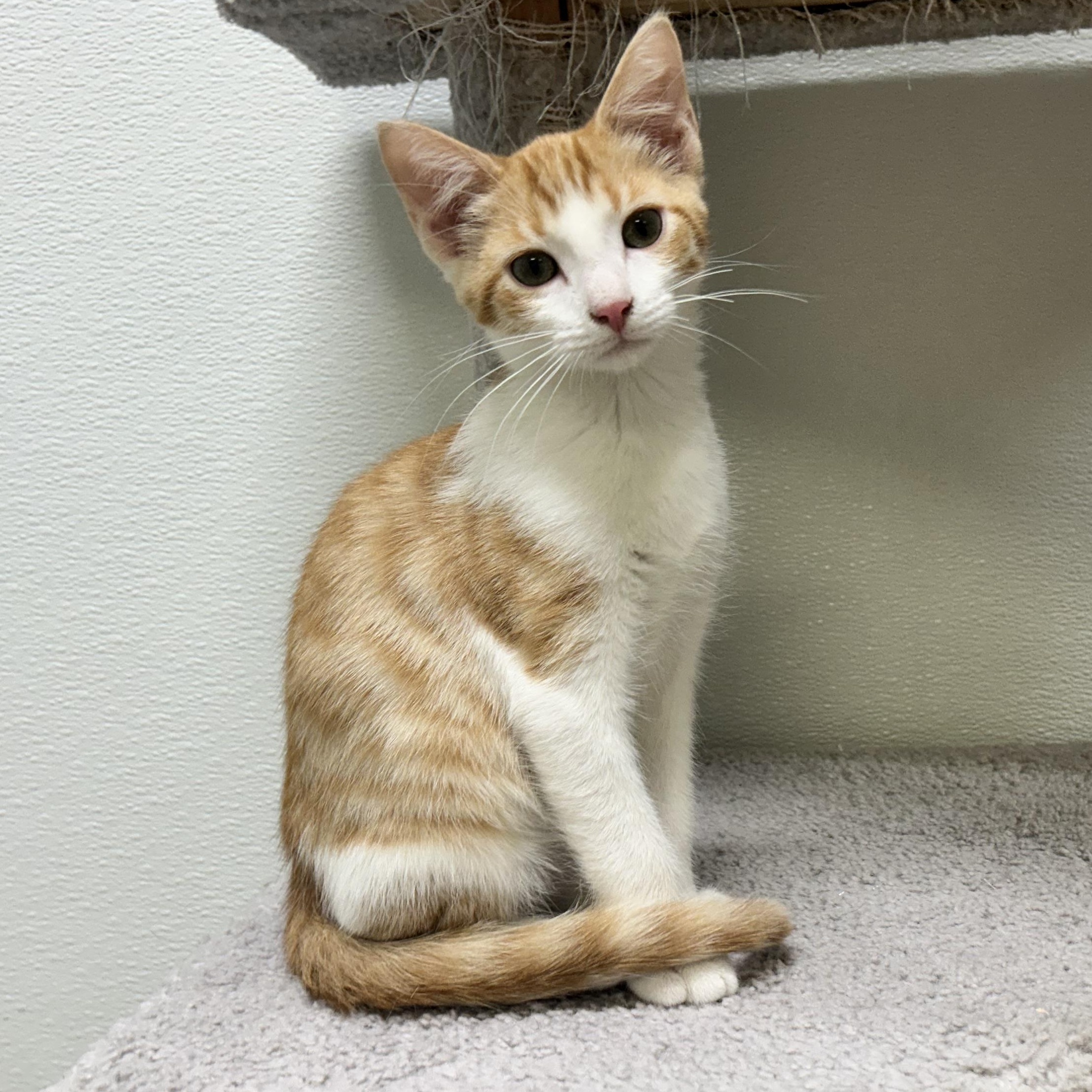 OTTO, a Adoptable mixed breed in Wilmington, OH image 3/5