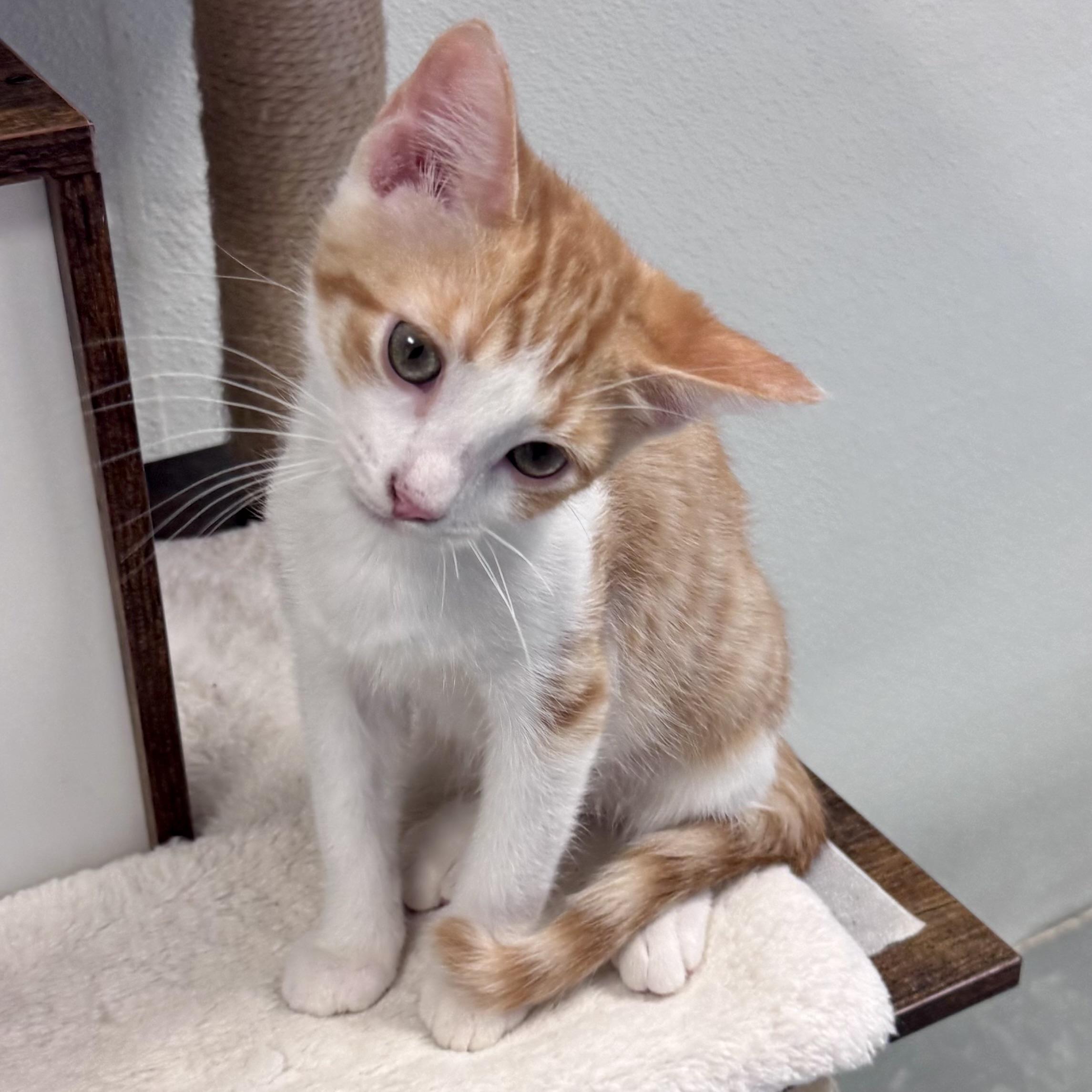 OTTO, a Adoptable mixed breed in Wilmington, OH image 2/5