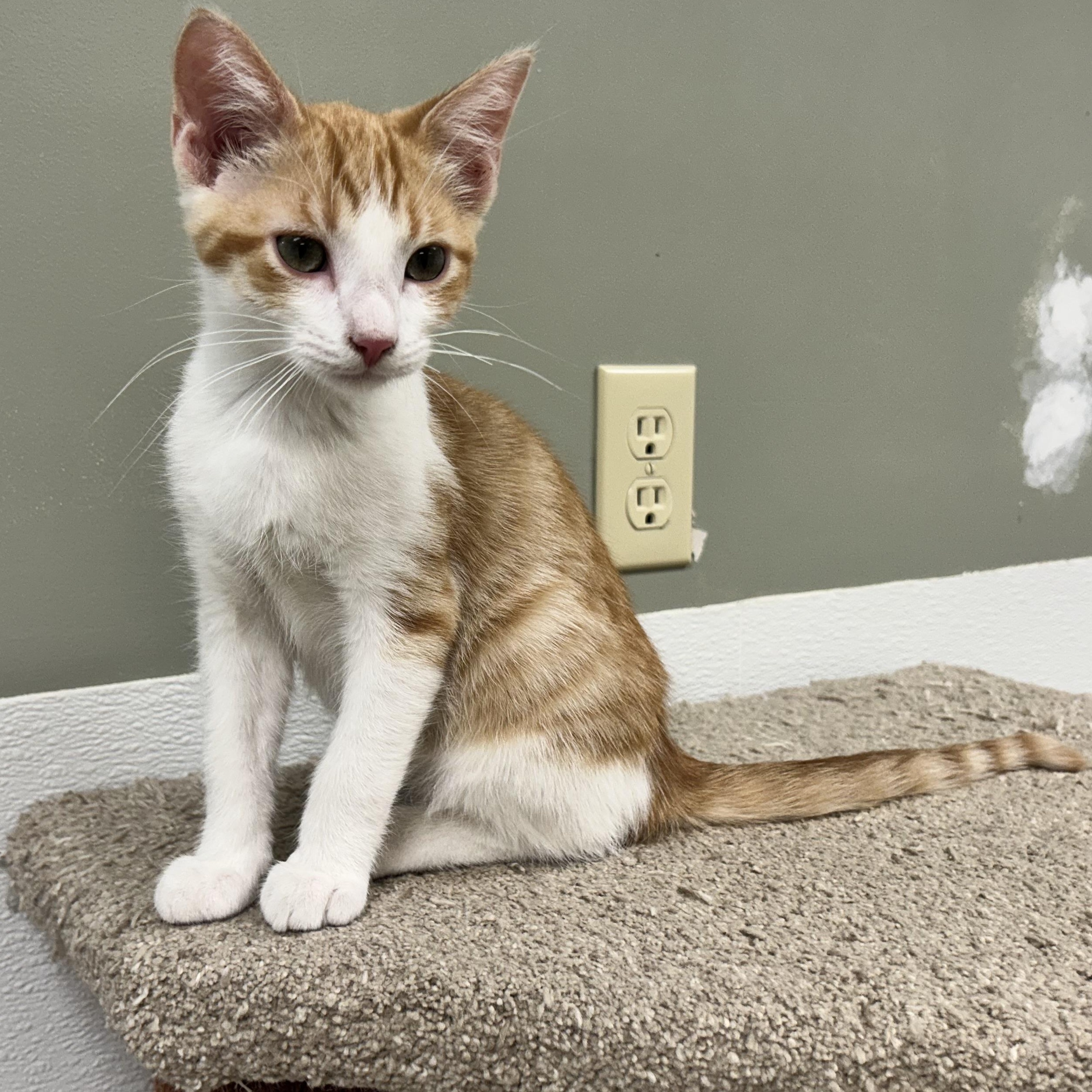OTTO, a Adoptable mixed breed in Wilmington, OH image 5/5