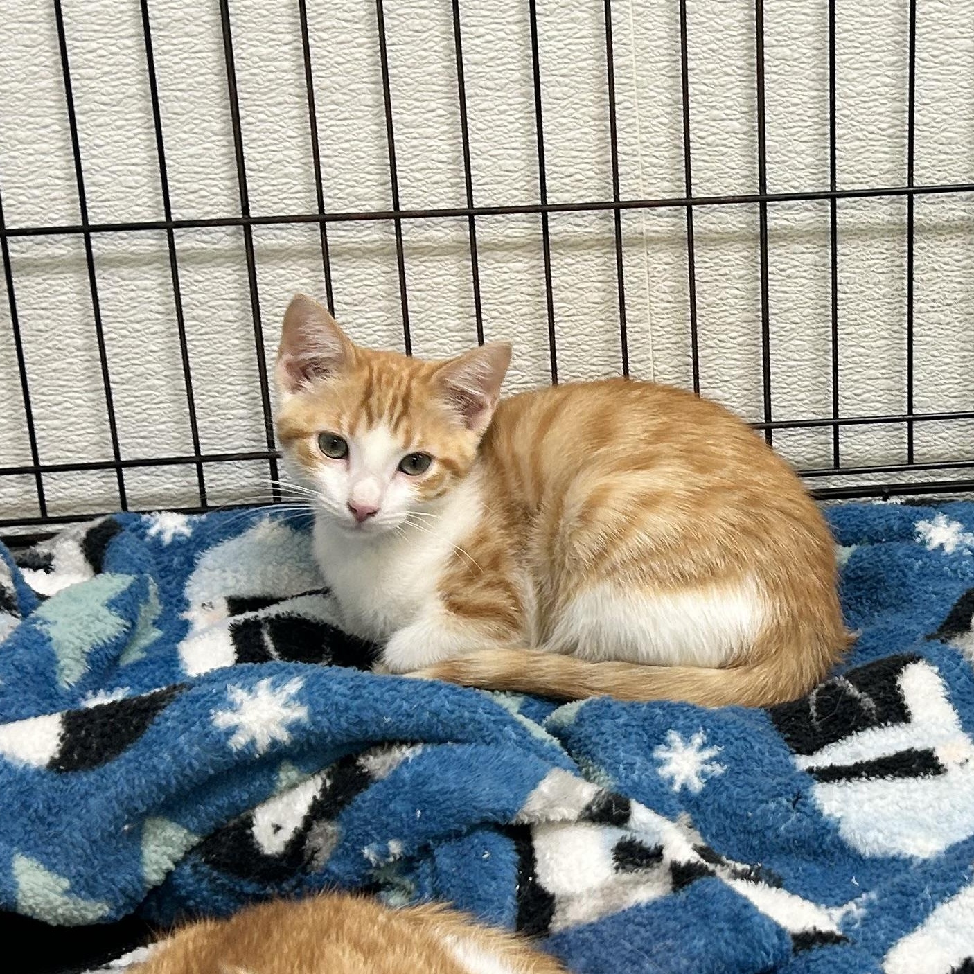 OTTO, Adoptable, Kitten Male Domestic Short Hair & Domestic Medium Hair.