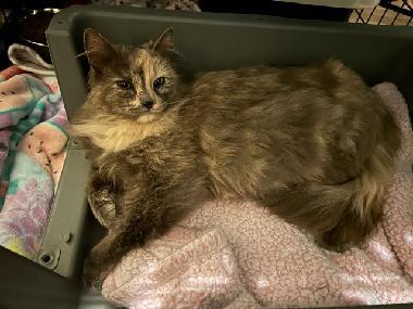 Enlarge Rowena, a Adoptable Domestic Long Hair in Twin Falls, ID image 1/6