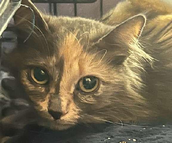 Enlarge Rowena, a Adoptable Domestic Long Hair in Twin Falls, ID image 5/6