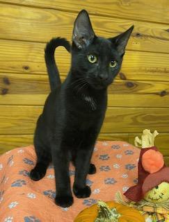 St. Rafael - Come meet me at The Kitten Around Cat Lounge!