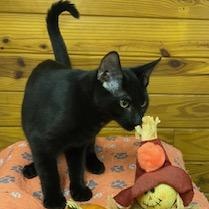 St. Rafael - Come meet me at The Kitten Around Cat Lounge!