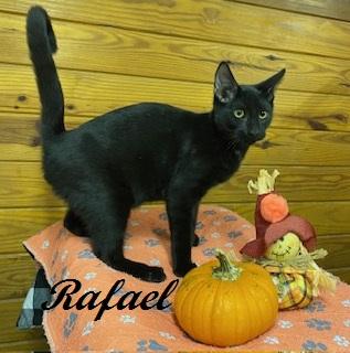 St. Rafael - Come meet me at The Kitten Around Cat Lounge!