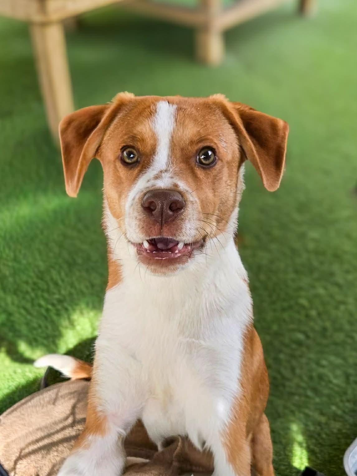 Taylor, an adopted mixed breed in Richmond, KY image 3/6