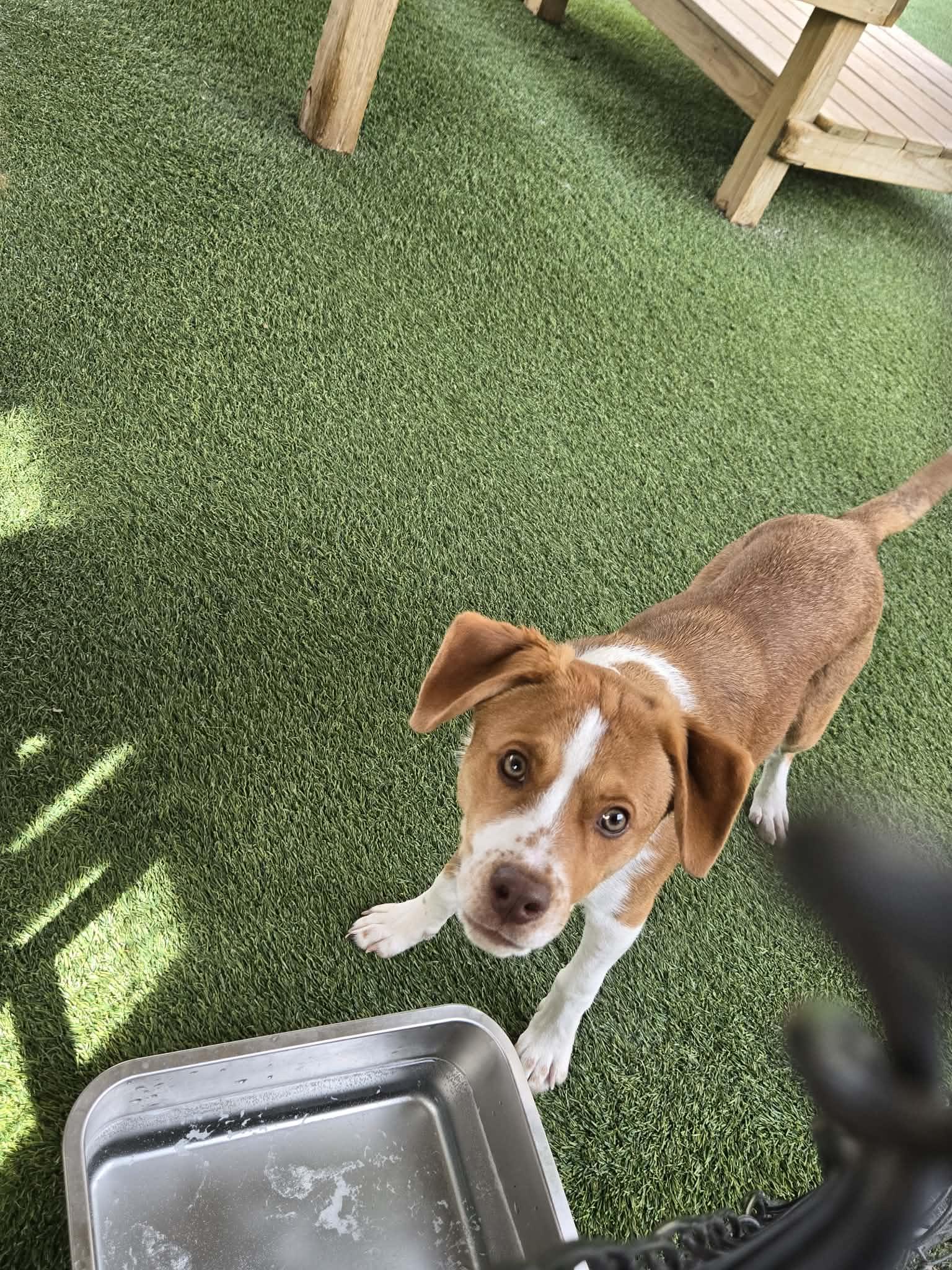 Taylor, an adopted mixed breed in Richmond, KY image 6/6
