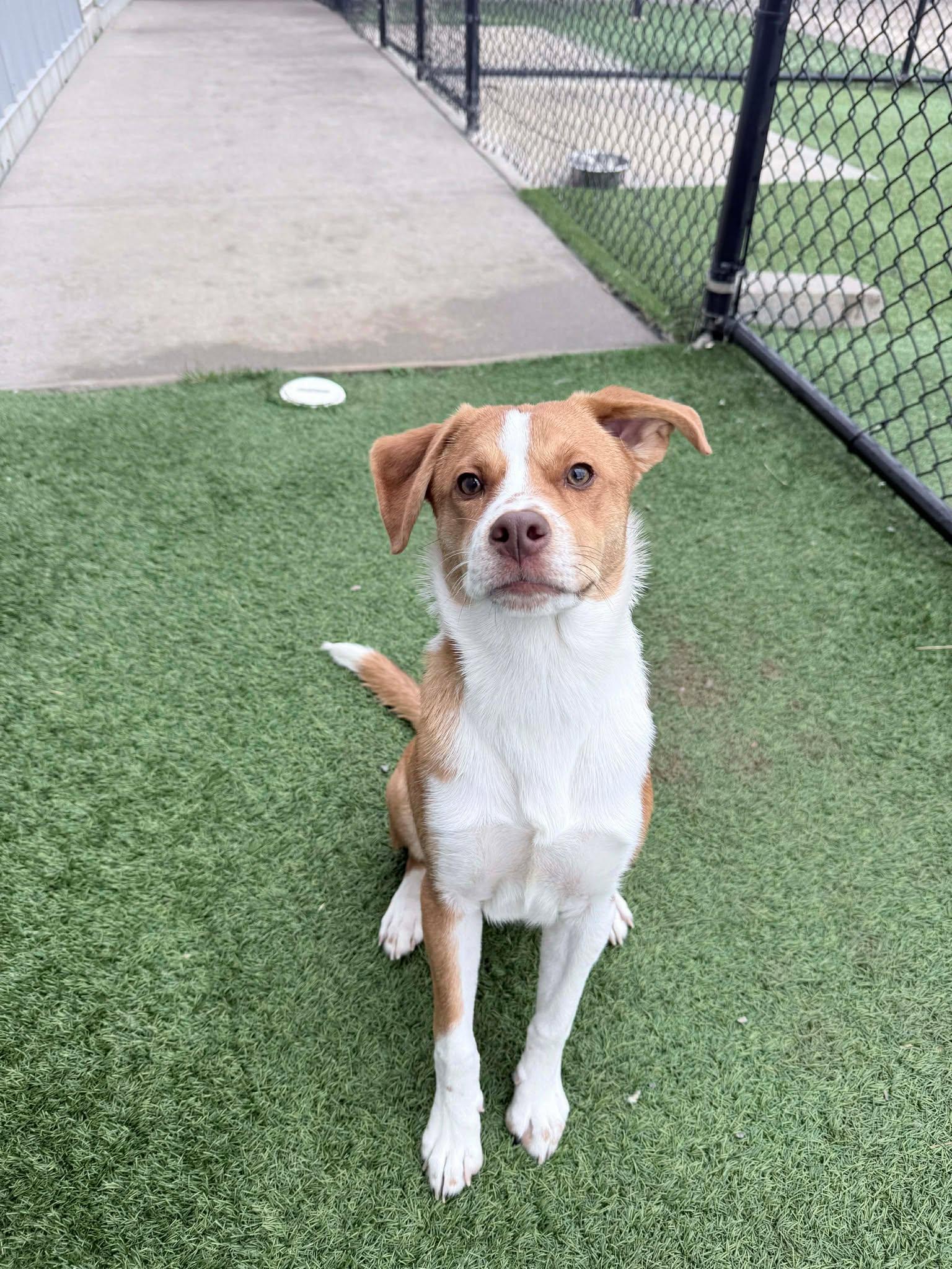 Taylor, an adopted mixed breed in Richmond, KY image 1/6