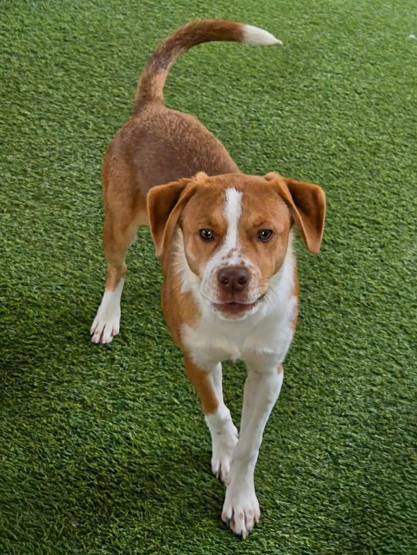 Taylor, an adopted mixed breed in Richmond, KY image 4/6