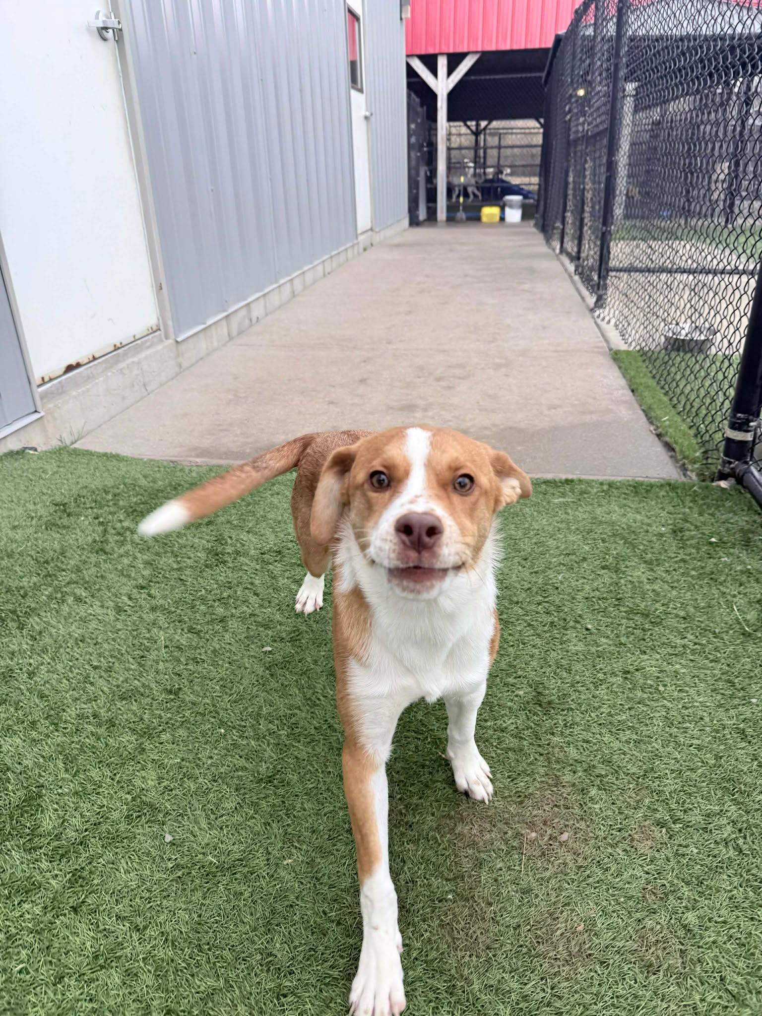 Taylor, an adopted mixed breed in Richmond, KY image 5/6