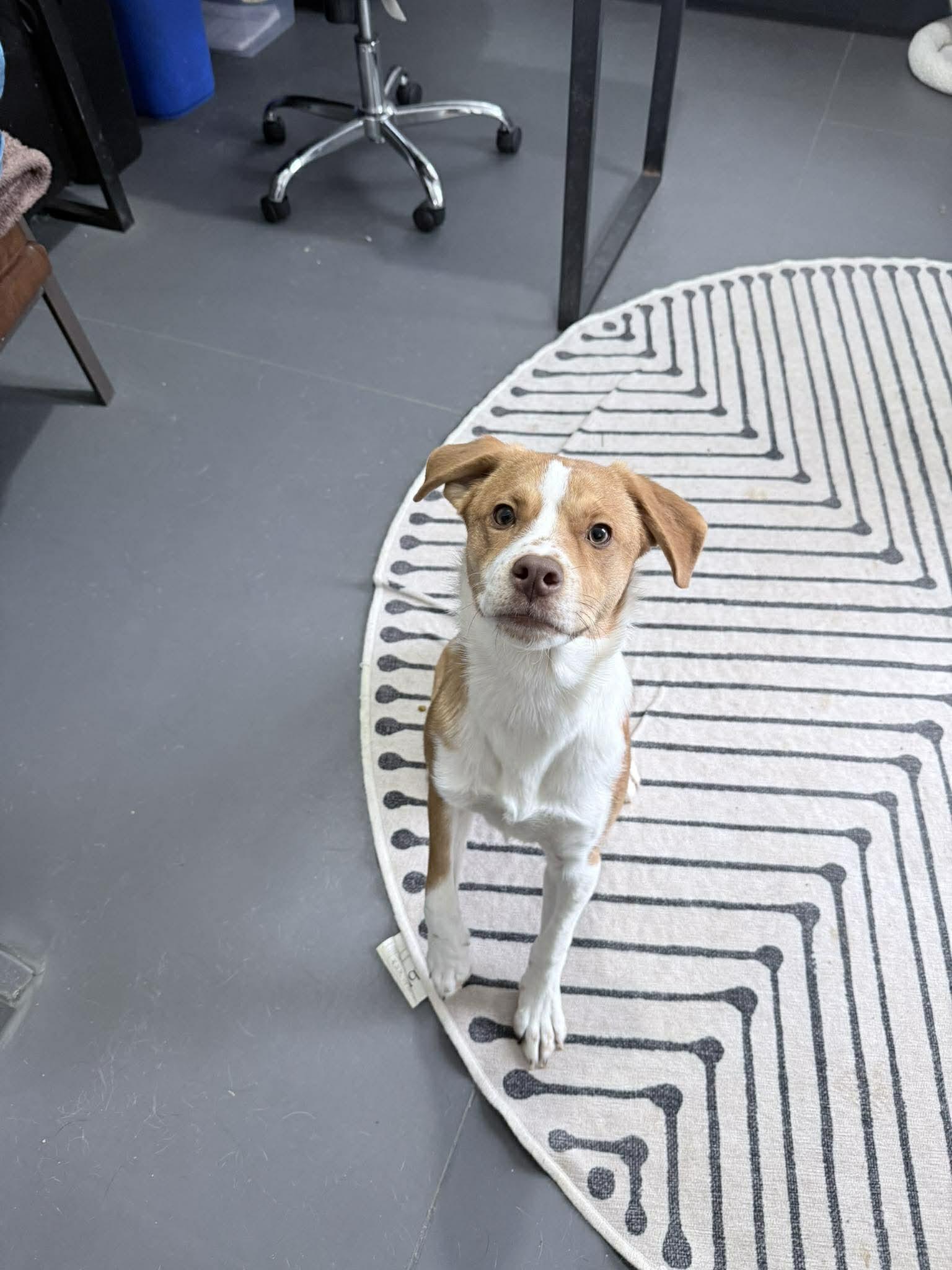 Taylor, an adopted mixed breed in Richmond, KY image 2/6