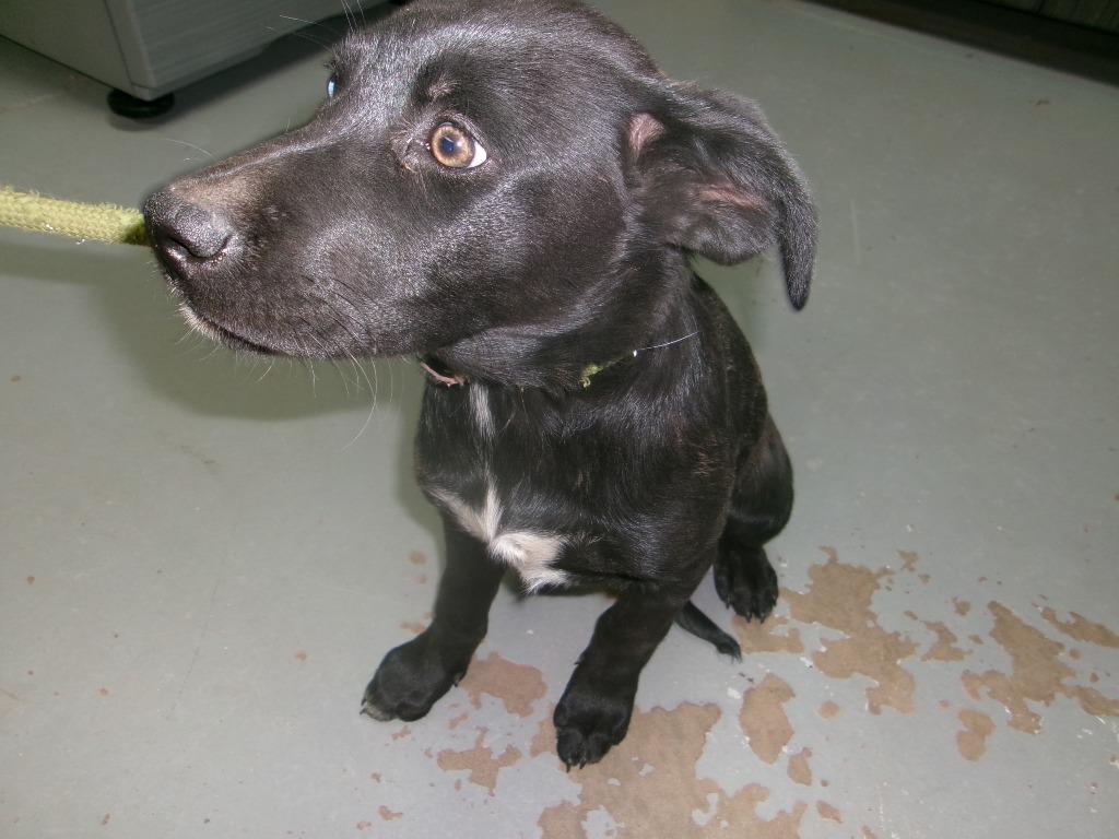 Tulip, Adoptable, Puppy Female Shepherd.