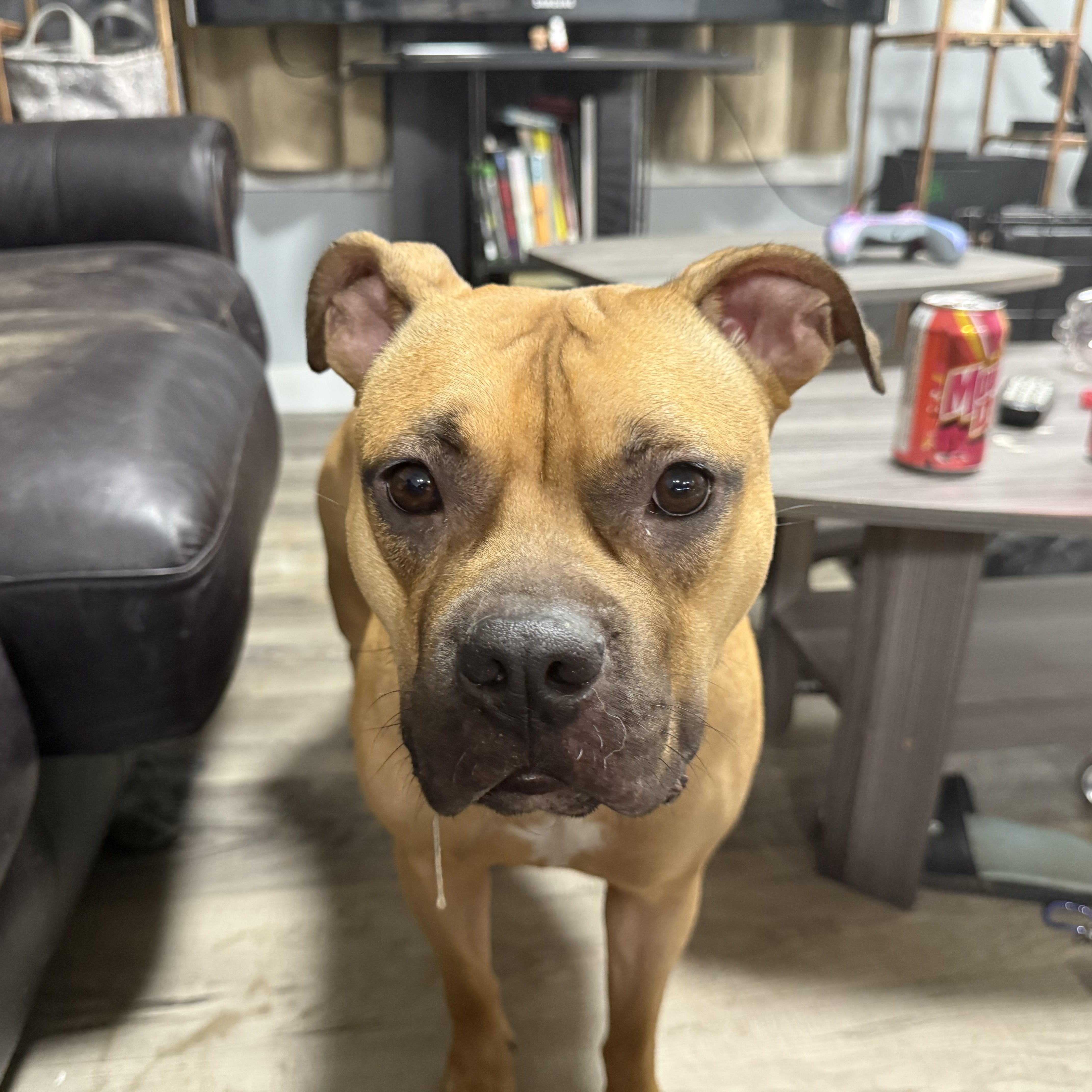 Enlarge Honey pending adoption, a Adoptable Mixed Breed in Saskatoon, SK image 4/5
