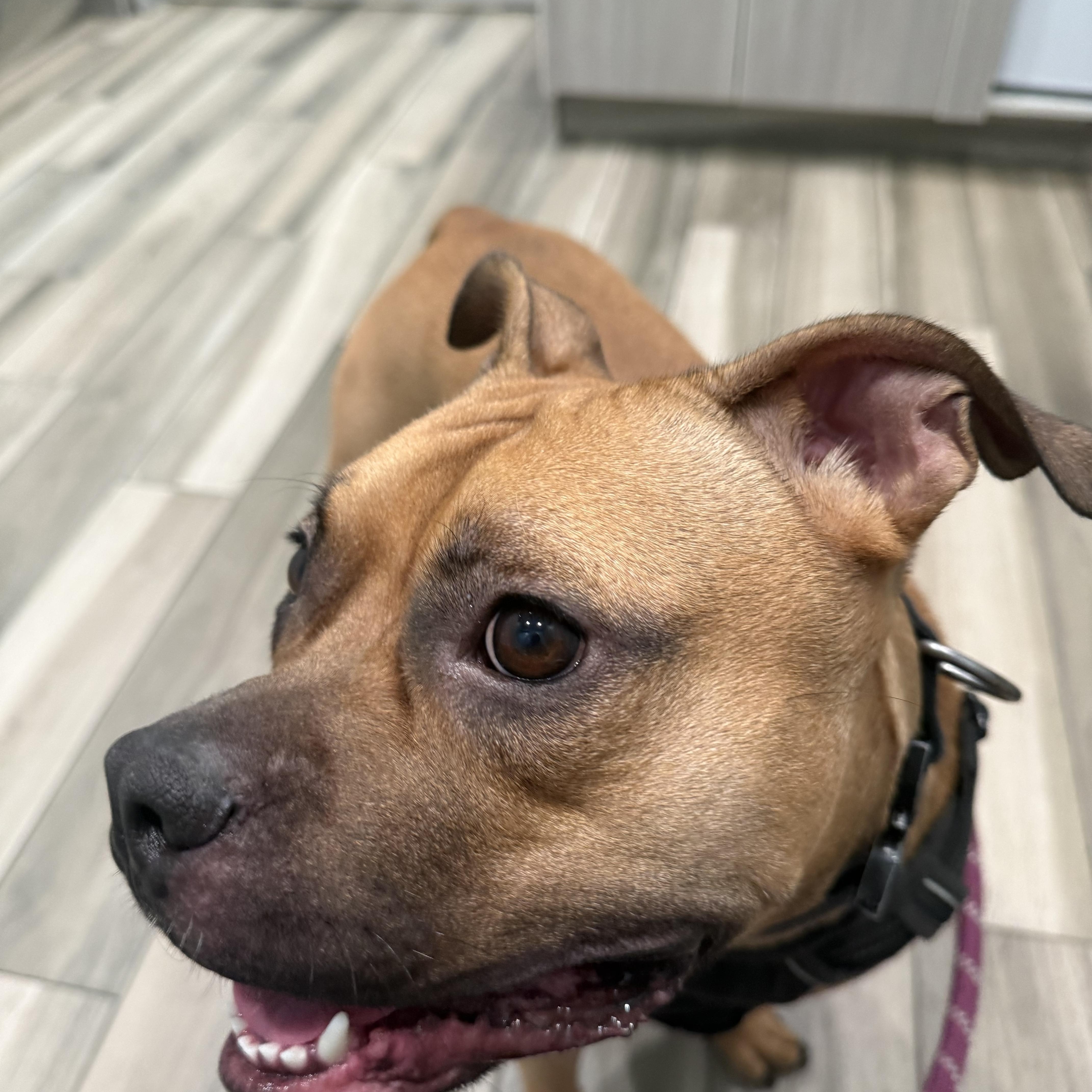 Enlarge Honey pending adoption, a Adoptable Mixed Breed in Saskatoon, SK image 3/5
