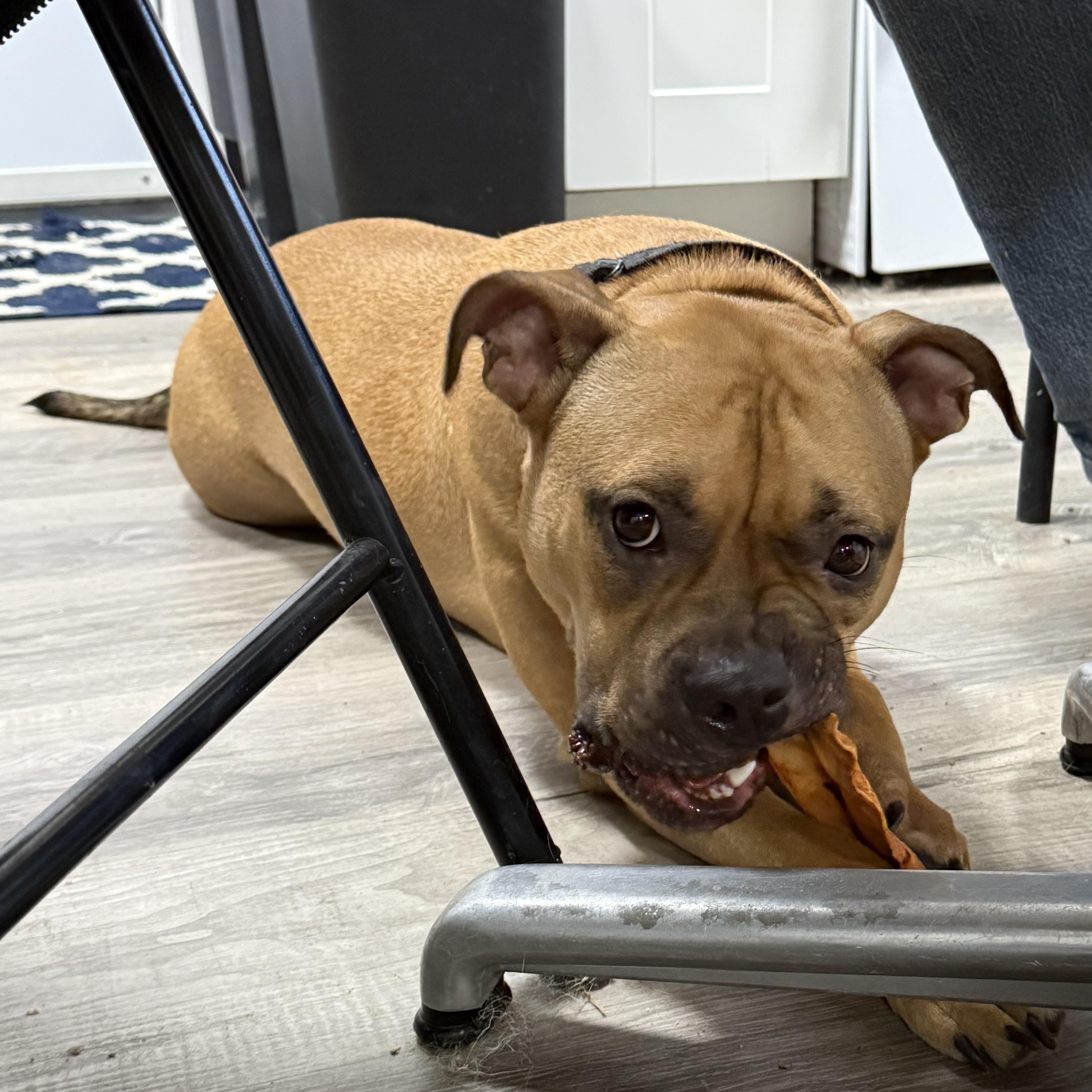 Enlarge Honey pending adoption, a Adoptable Mixed Breed in Saskatoon, SK image 2/5